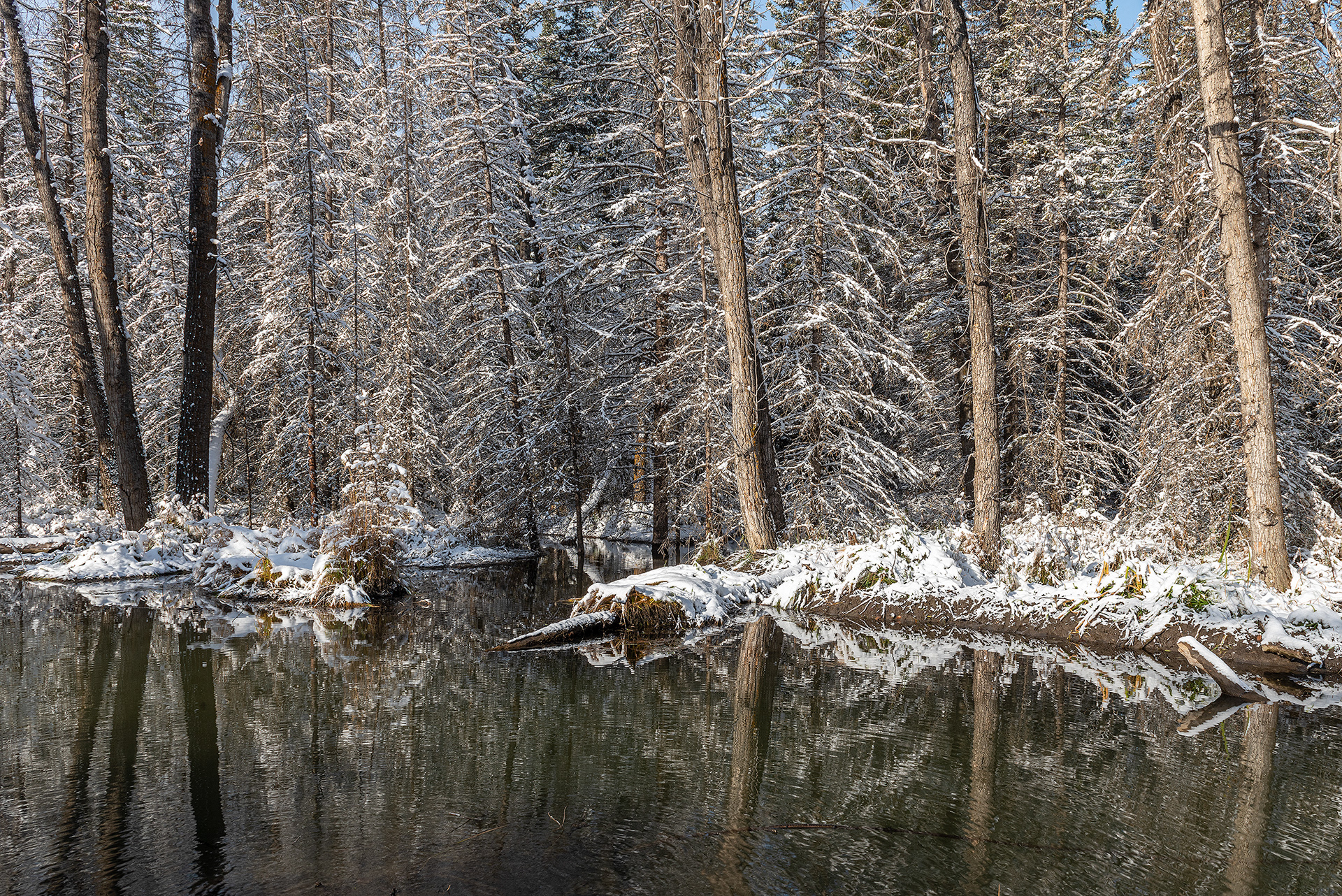 Morning after first major snowfall of the season in Fish Creek Provincial Park