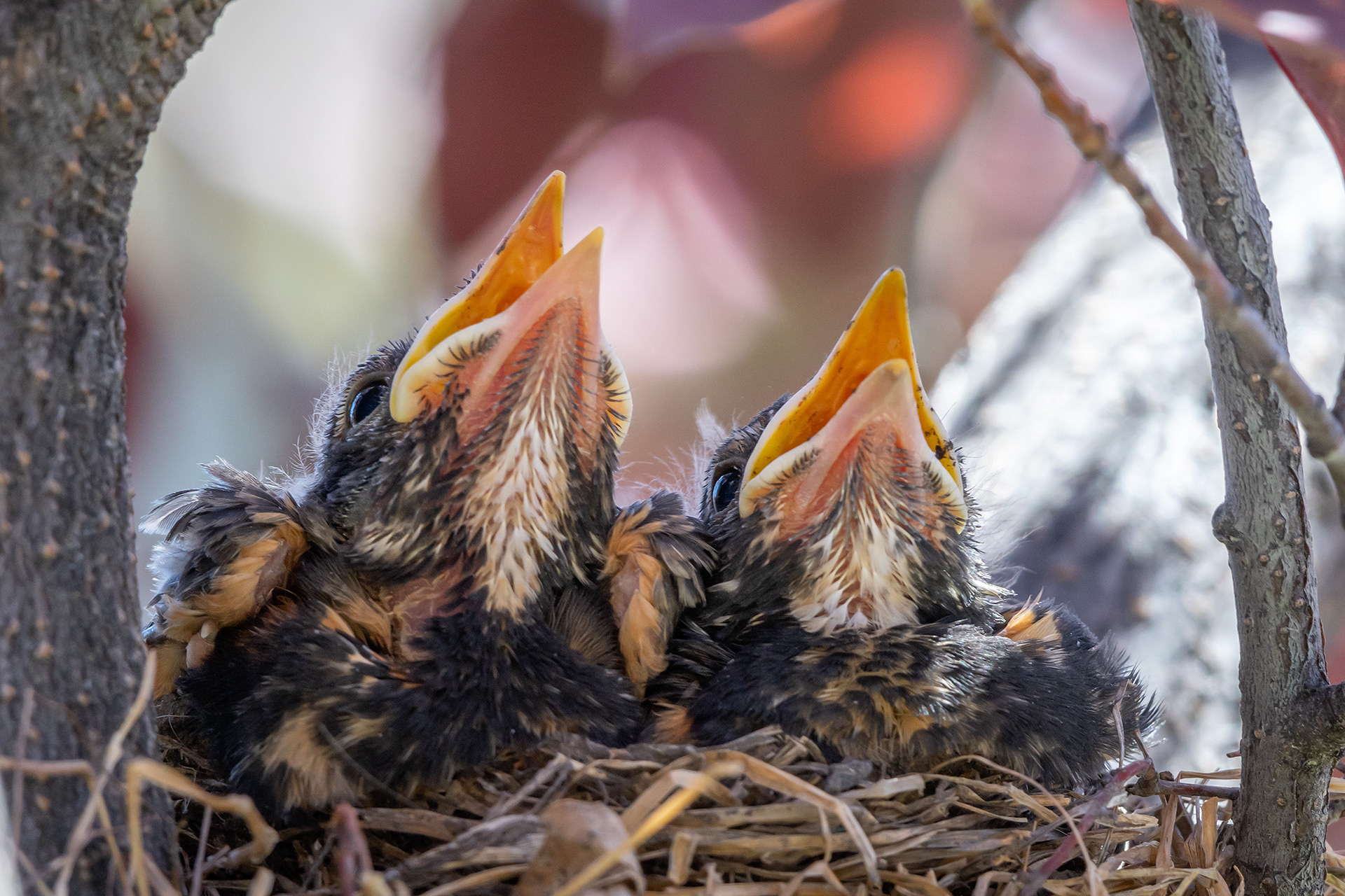 American Robin hatchlings, Bridlewood, Calgary, AB