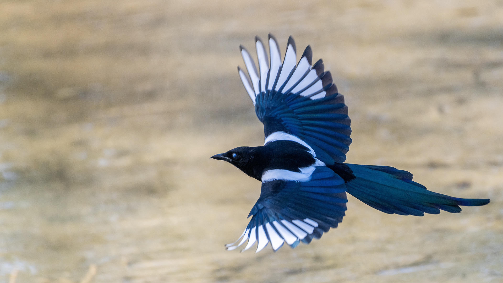 Black-billed Magpie (in flight), Inglewood, Calgary, AB