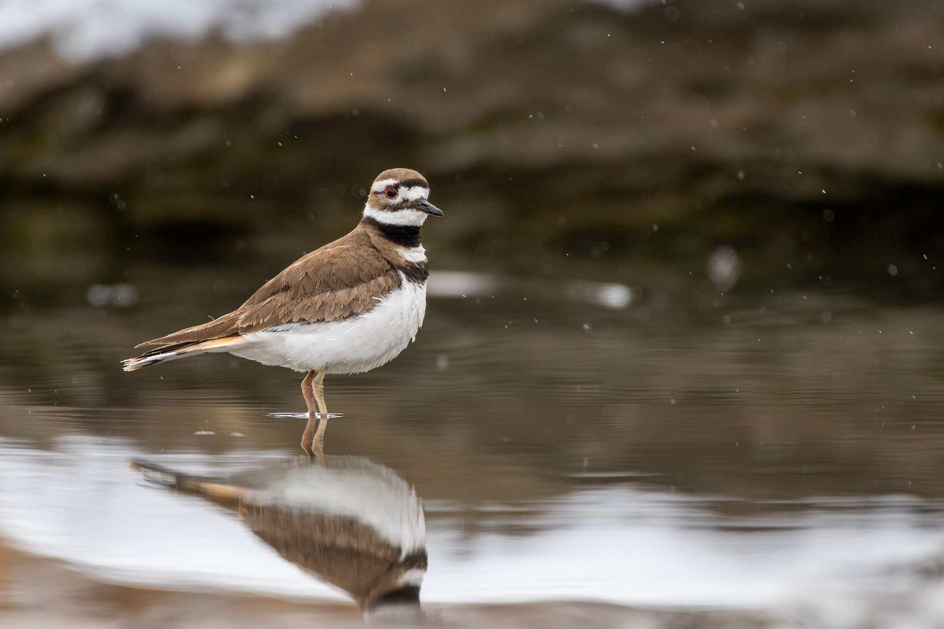 Killdeer, Marshall Springs, Fish Creek Provincial Park, Calgary, AB