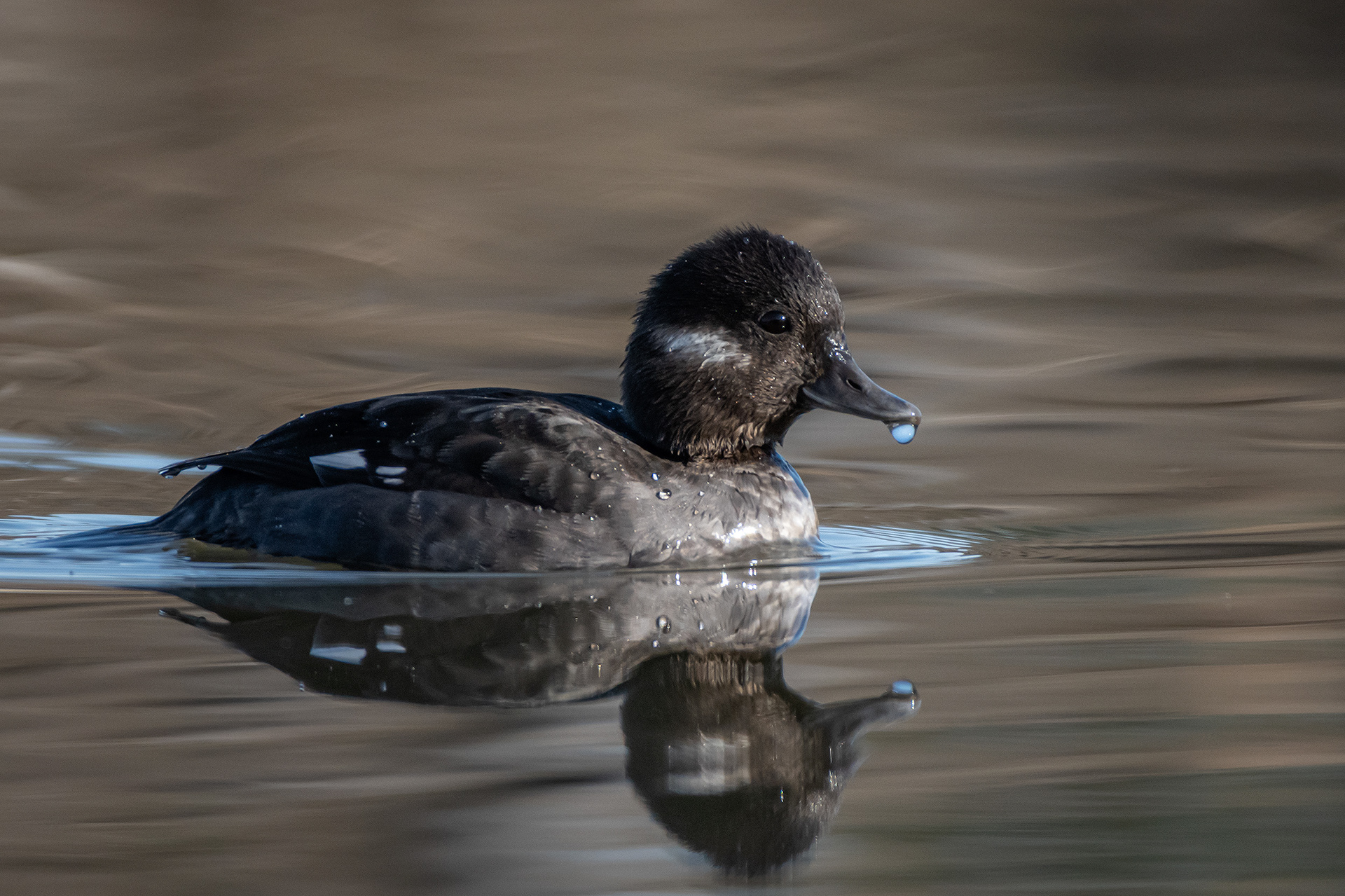 Bufflehead (female), Marshall Springs, Fish Creek Provincial Park, Calgary, AB