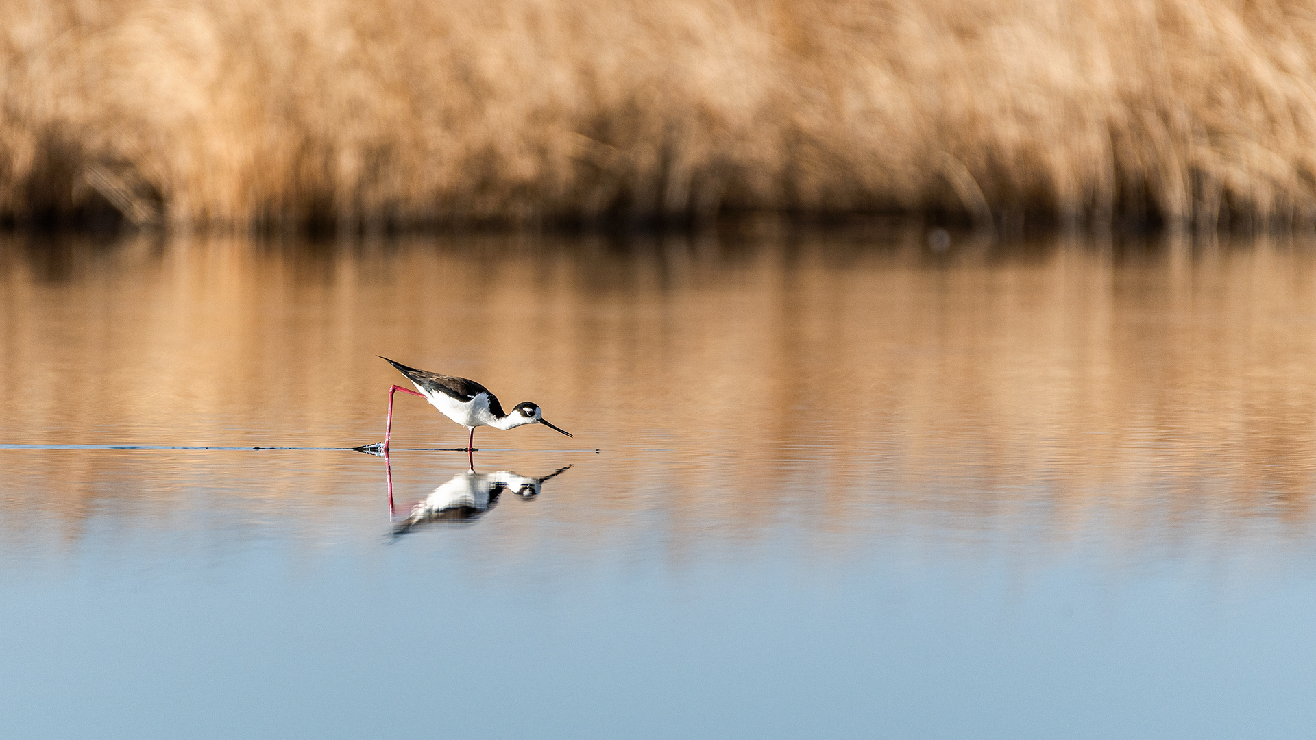Black-necked Stilt at Frank Lake, Alberta