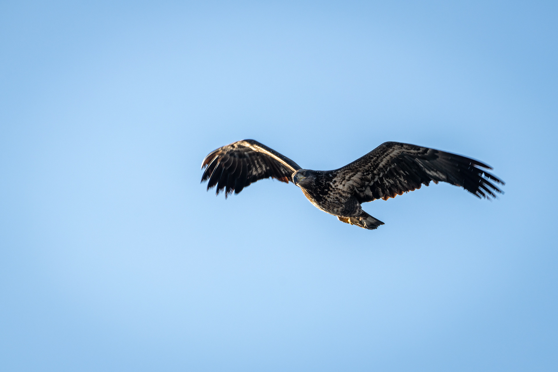 Bald Eagle (immature) in flight - Carburn Park, Calgary, AB