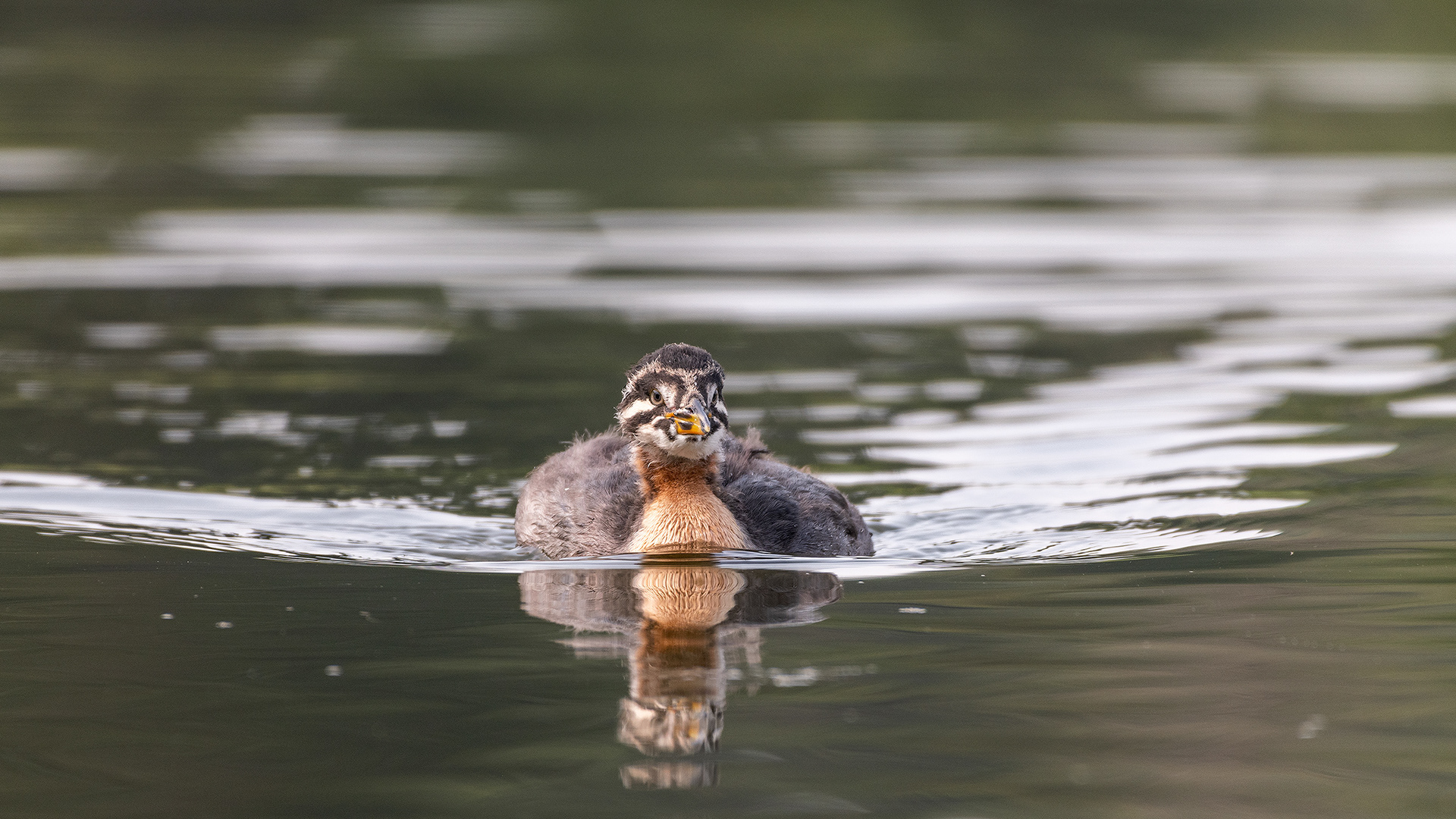 Red-necked Grebe (immature), Marshall Springs - Fish Creek Prov. Park, Calgary, AB