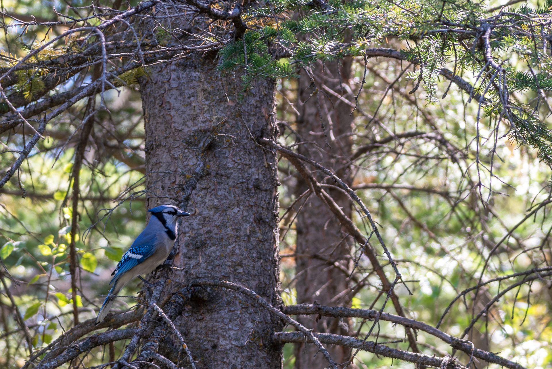Blue Jay in Fish Creek Provincial Park