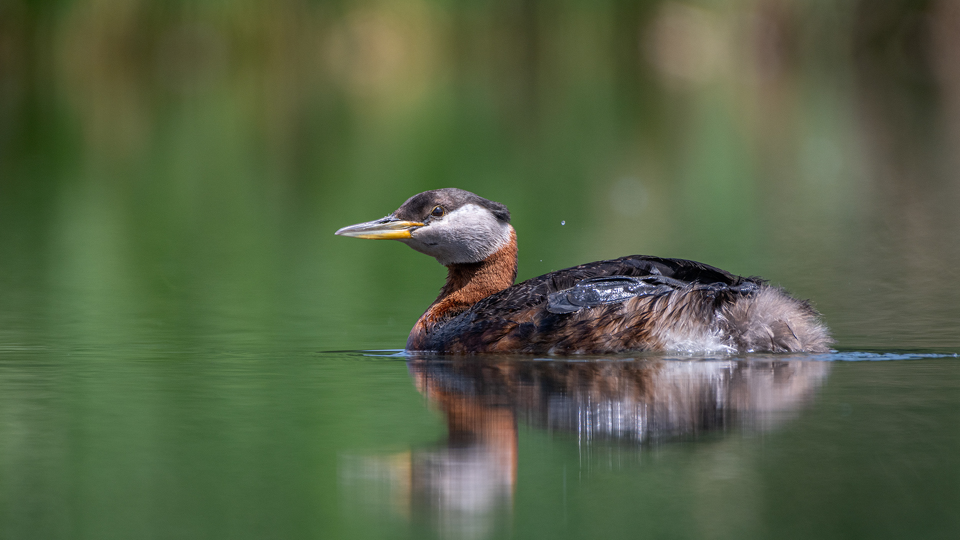 Red-necked Grebe, Marshall Springs ponds, Fish Creek Provincial Park, Calgary, AB