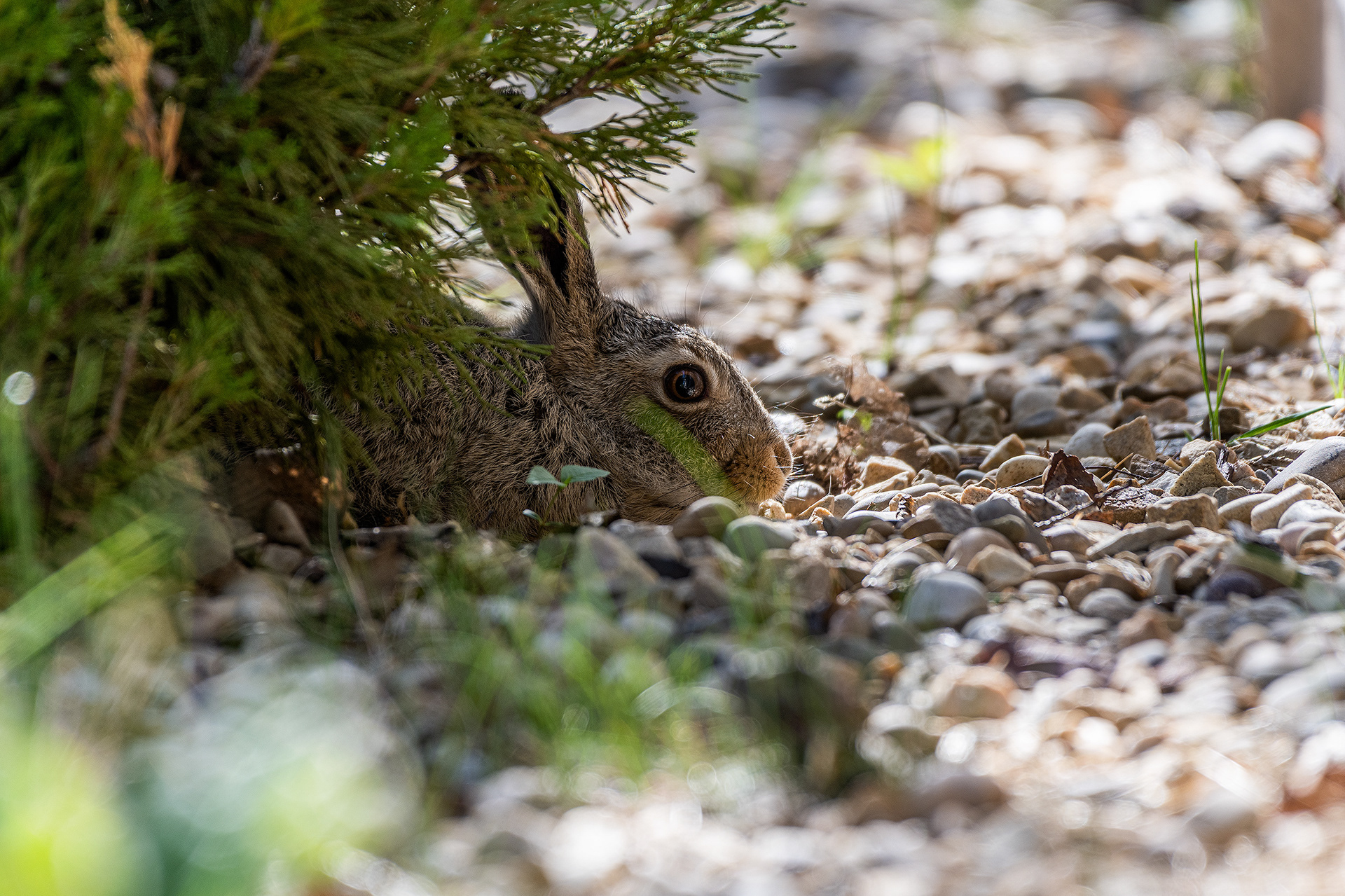 Hare (immature) found a pretty good hiding spot in the back yard, Bridlewood, Calgary, Alberta