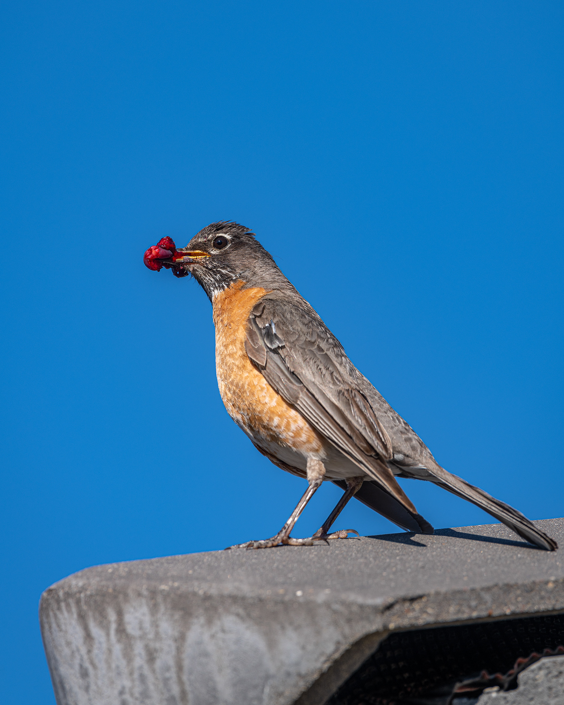 American Robin (female), Bridlewood, Calgary, AB