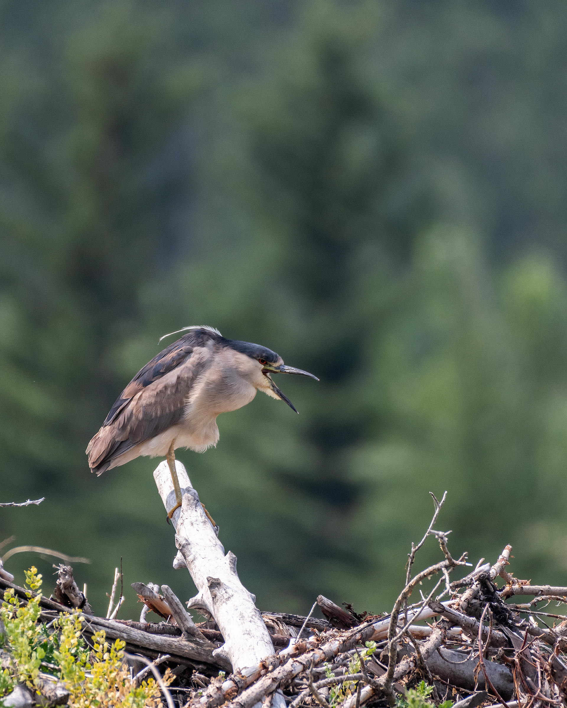 Black-crowned Night-Heron at the ponds in Marshall Springs - Fish Creek Provincial Park, Calgary, Alberta