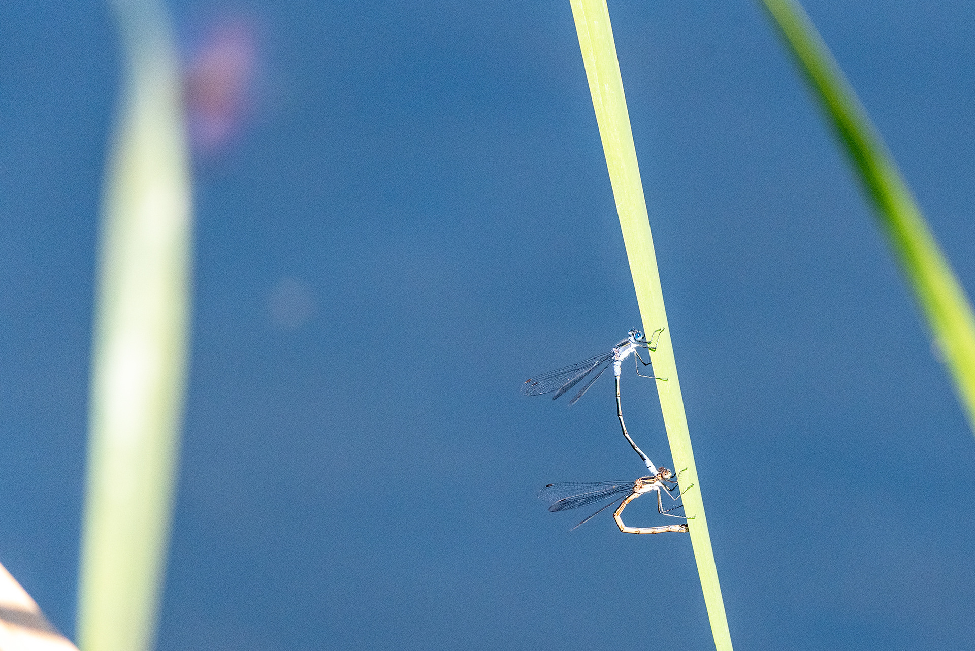 Insects