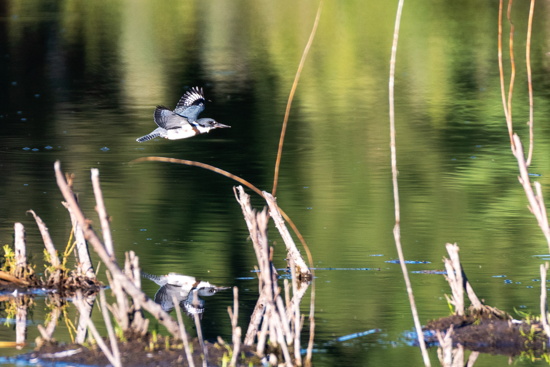 Belted Kingfisher (male) in flight