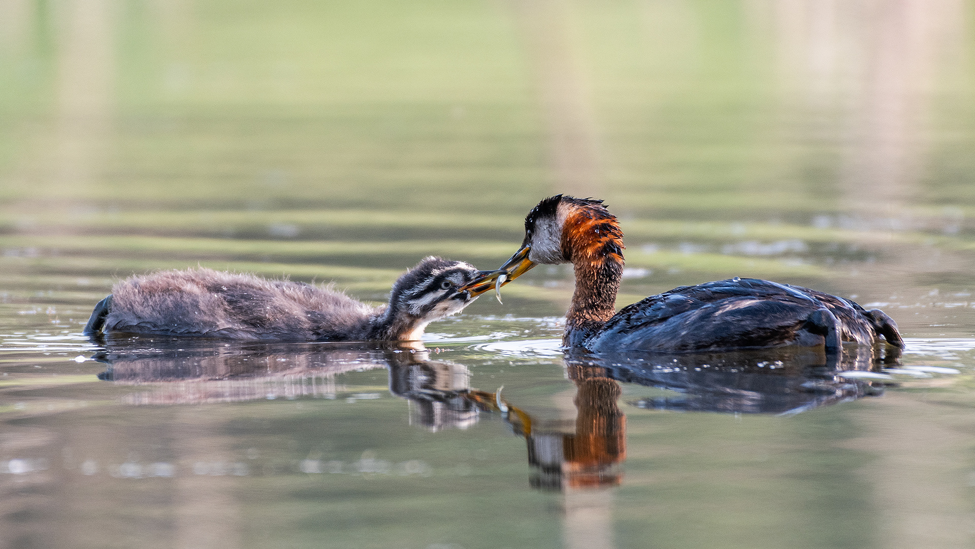 Red-necked Grebes (one female, one immature), Marshall Springs - Fish Creek Prov. Park, Calgary, AB