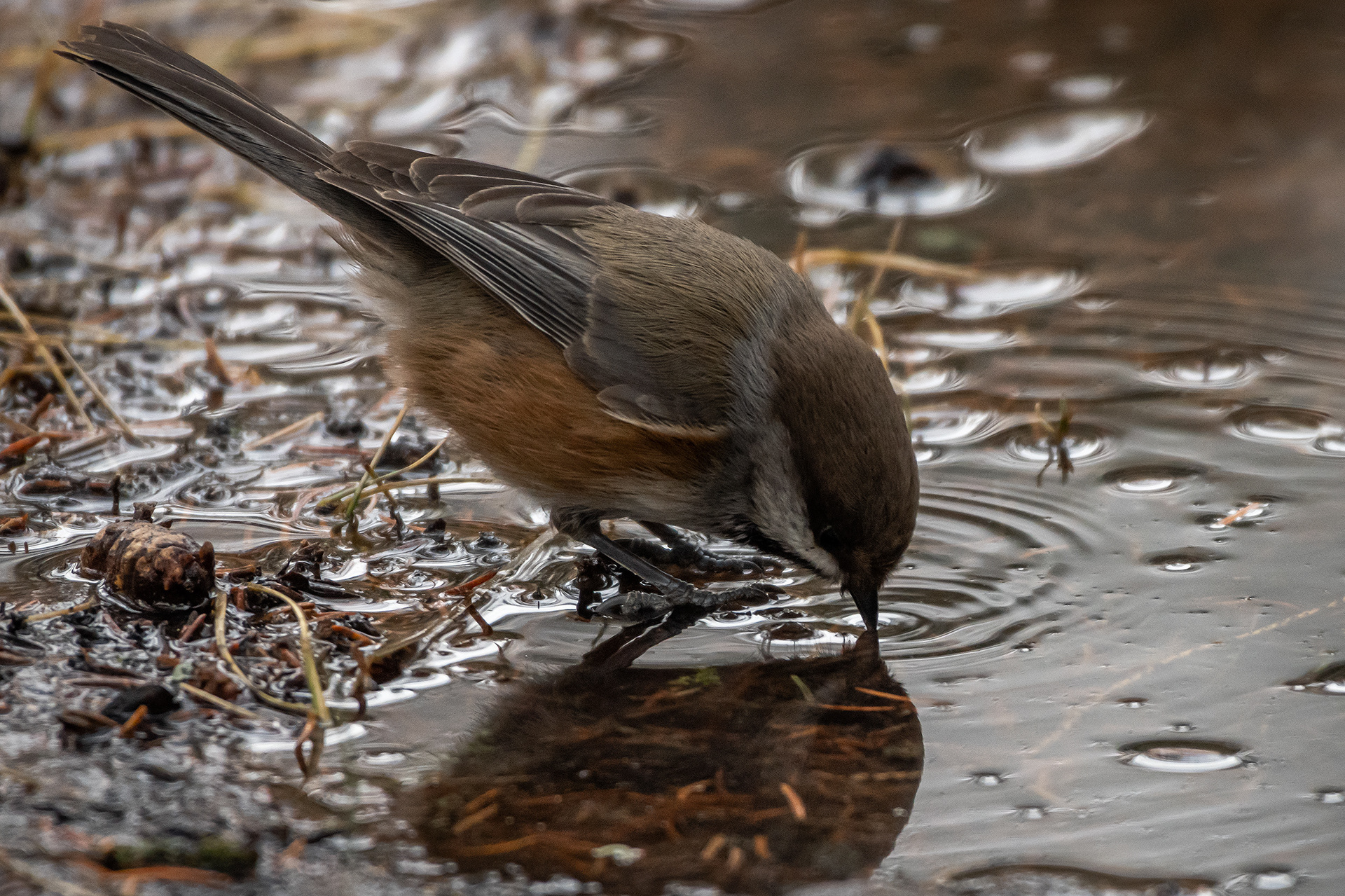 Boreal Chickadee, near the Marshall Springs area of Fish Creek Provincial Park, Calgary, AB