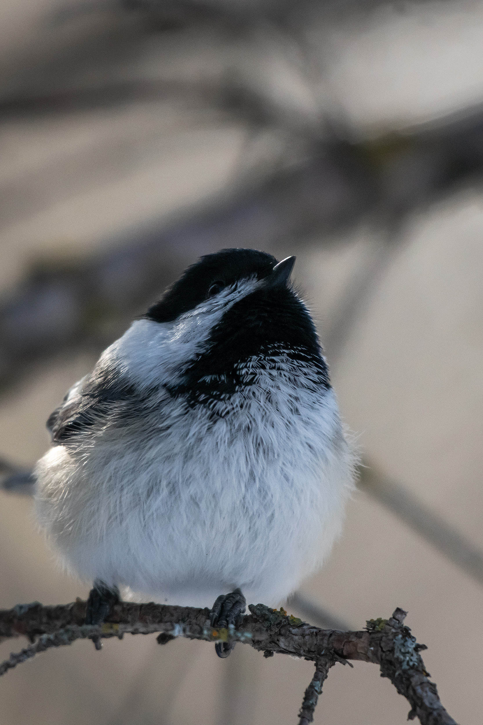 Black-capped Chickadee, near the Marshall Springs area of Fish Creek Provincial Park, Calgary, AB