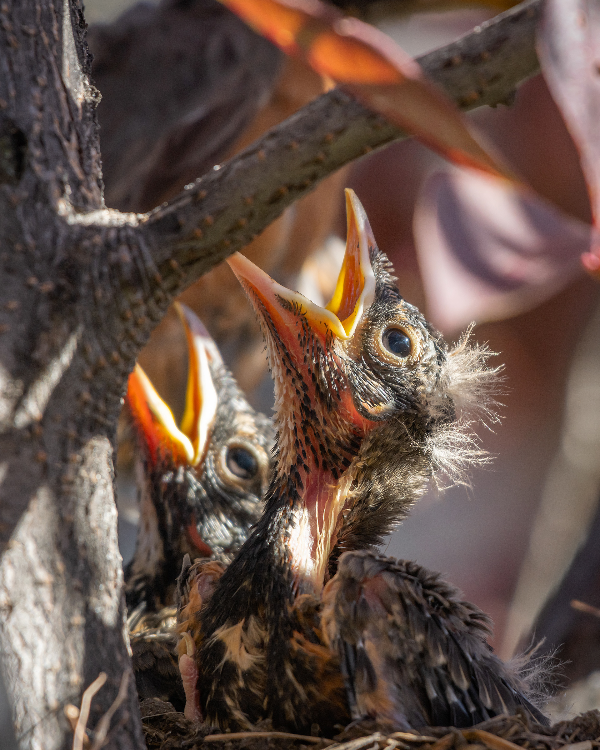 American Robin hatchlings, Bridlewood, Calgary, AB
