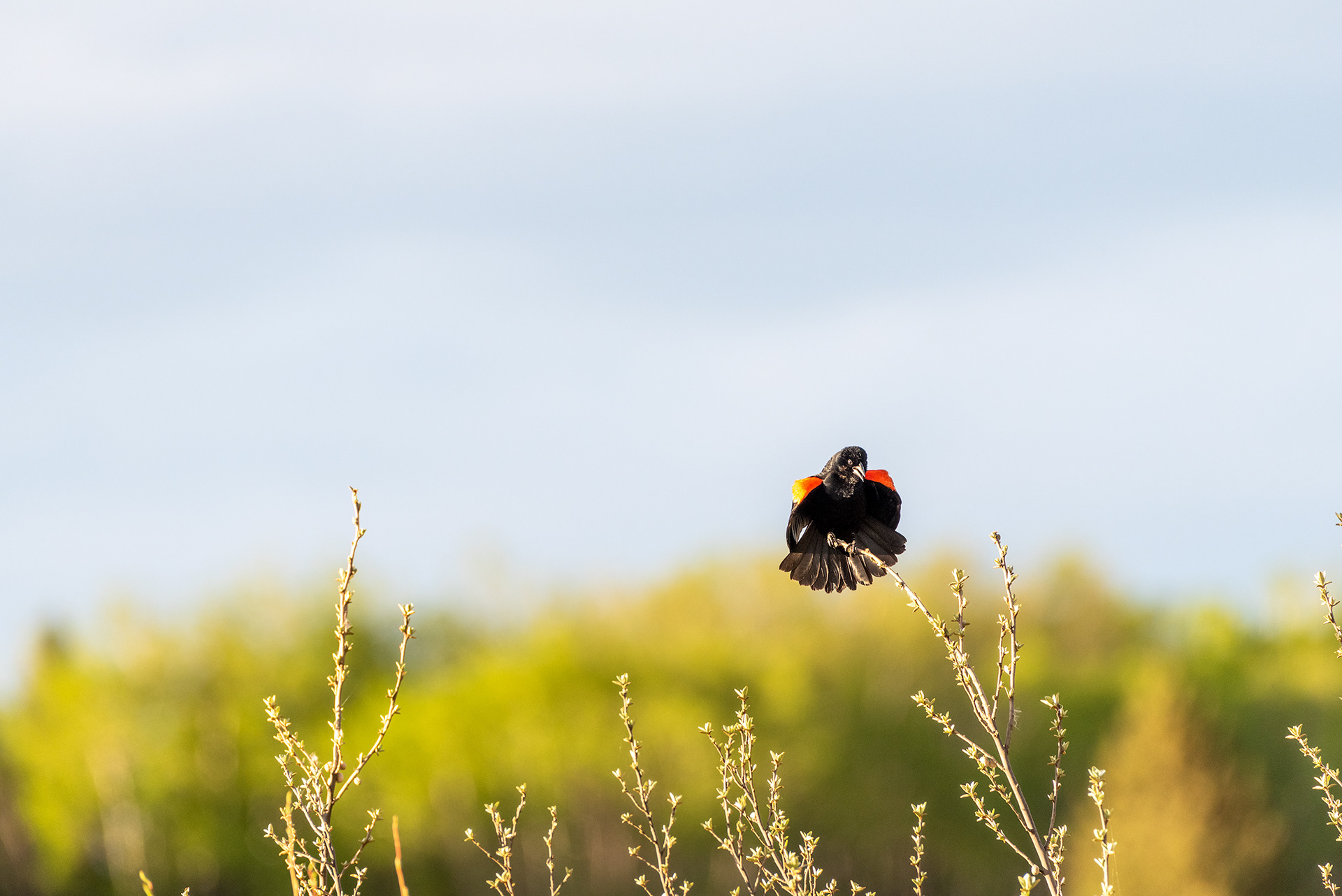 Red-winged Blackbird, Marshall Springs, Fish Creek Provincial Park, Calgary, Alberta