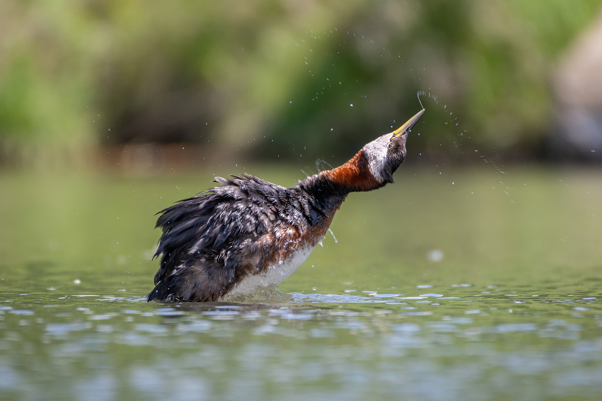 Red-necked Grebe, Marshall Springs ponds, Fish Creek Provincial Park, Calgary, AB