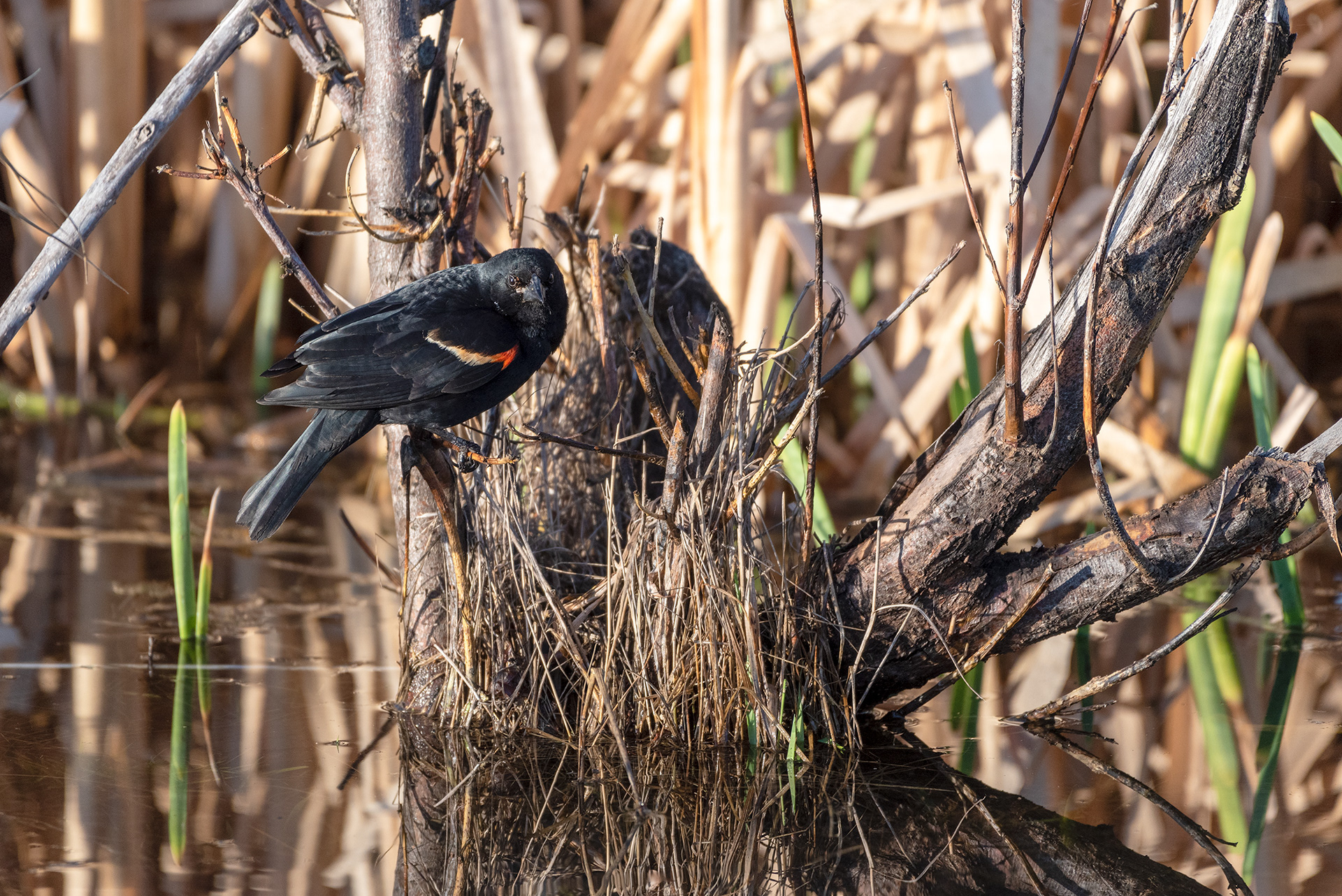 Red-winged Blackbird, Marshall Springs, Fish Creek Provincial Park, Calgary, Alberta