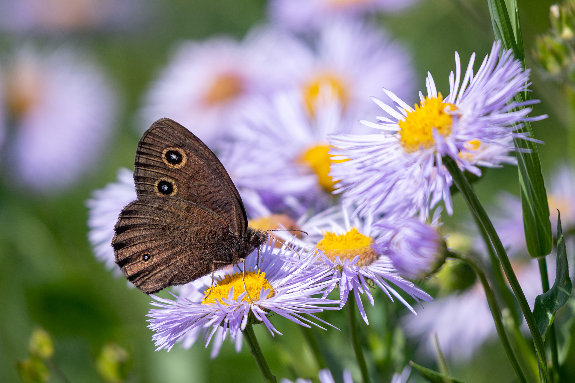 Flowers and Butterfly, Brown-Lowery Provincial Park, Alberta