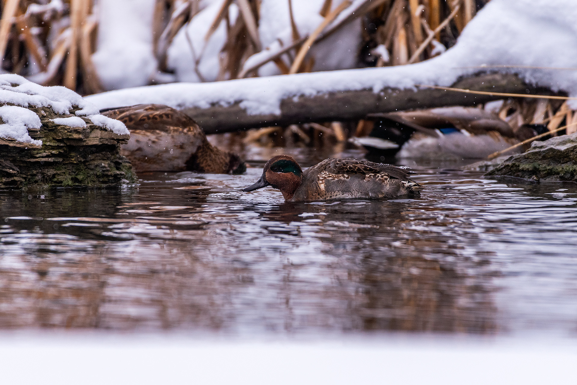 Green-winged Teal (male, Mallards in the background) at the Marshall Springs area of Fish Creek Provincial Park