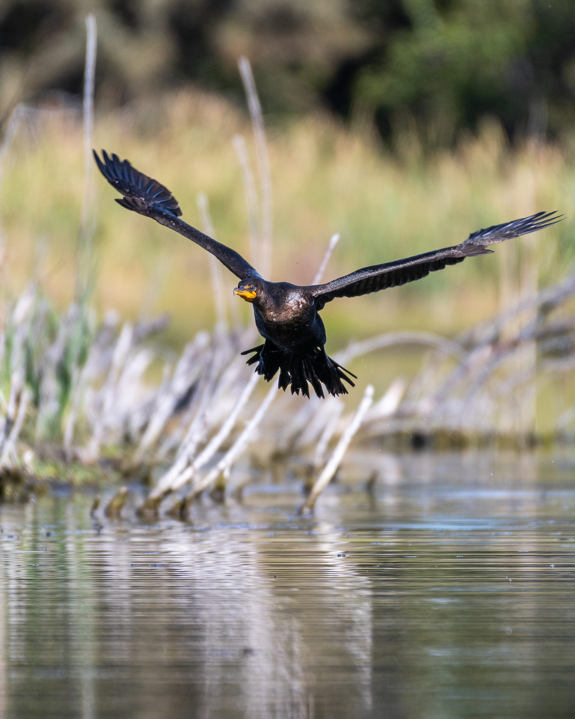 Double-crested Cormorant (in flight), Marshall Springs - Fish Creek Prov. Park, Calgary, AB