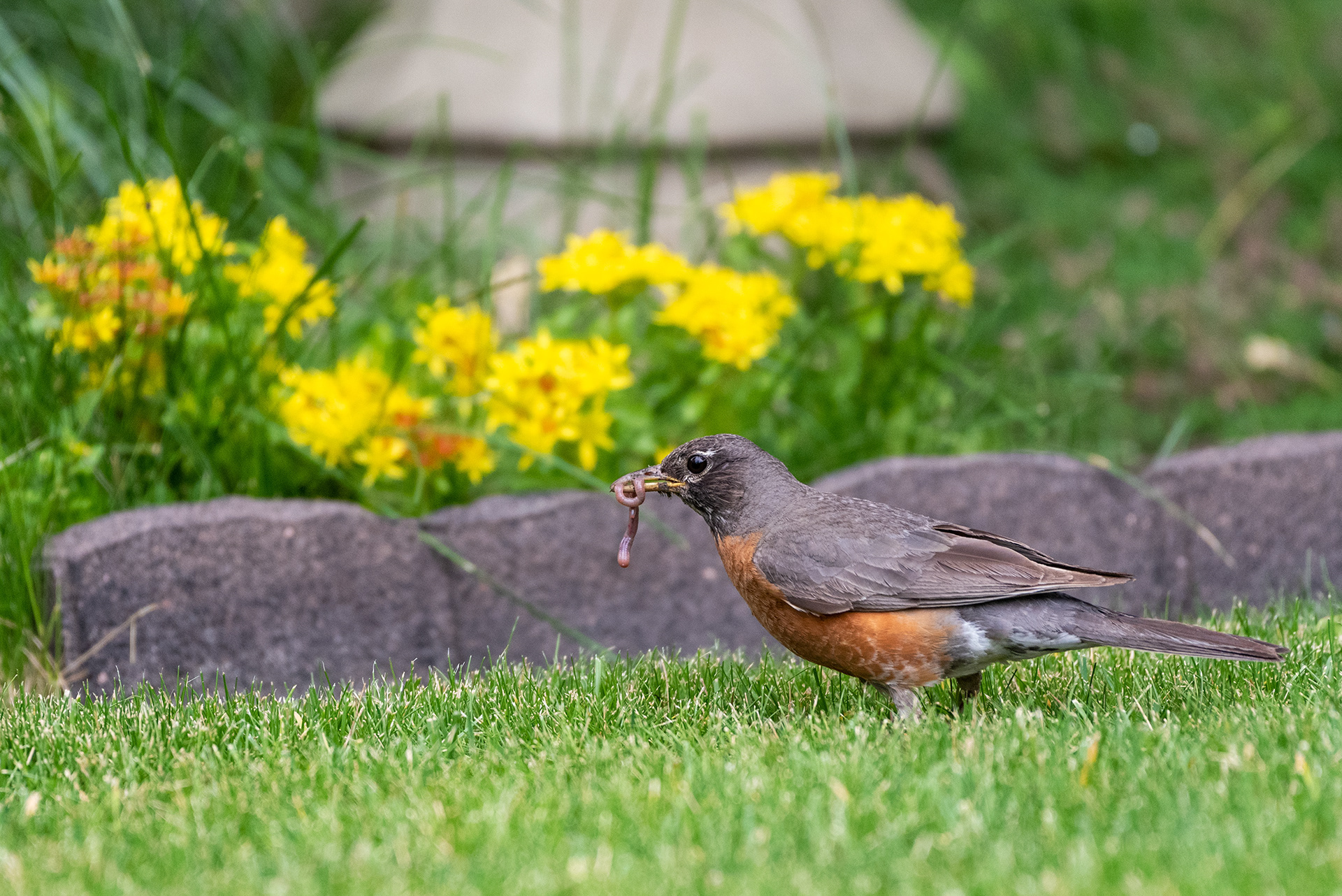 American Robin with not a bad catch
