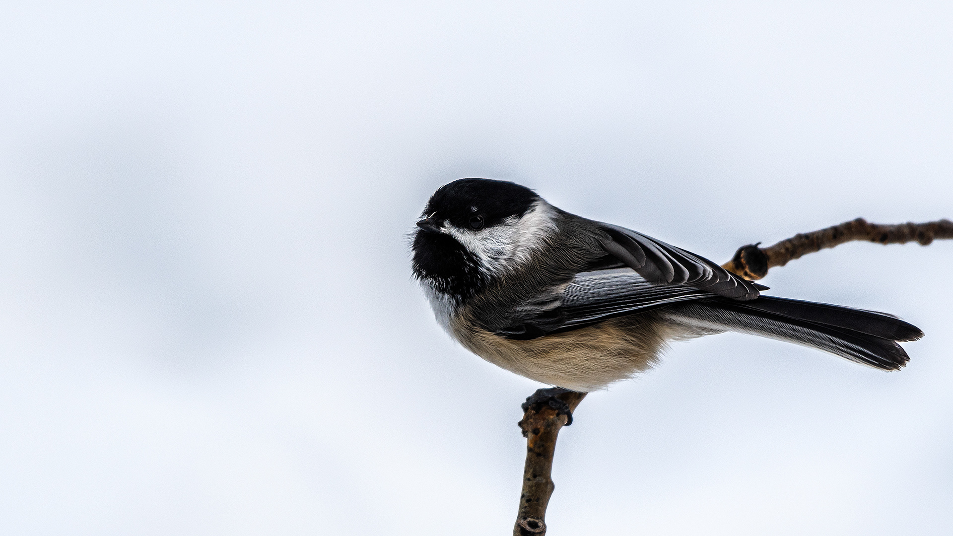 Black-capped Chickadee near Marshall Springs, Fish Creek Prov. Park, Calgary, AB