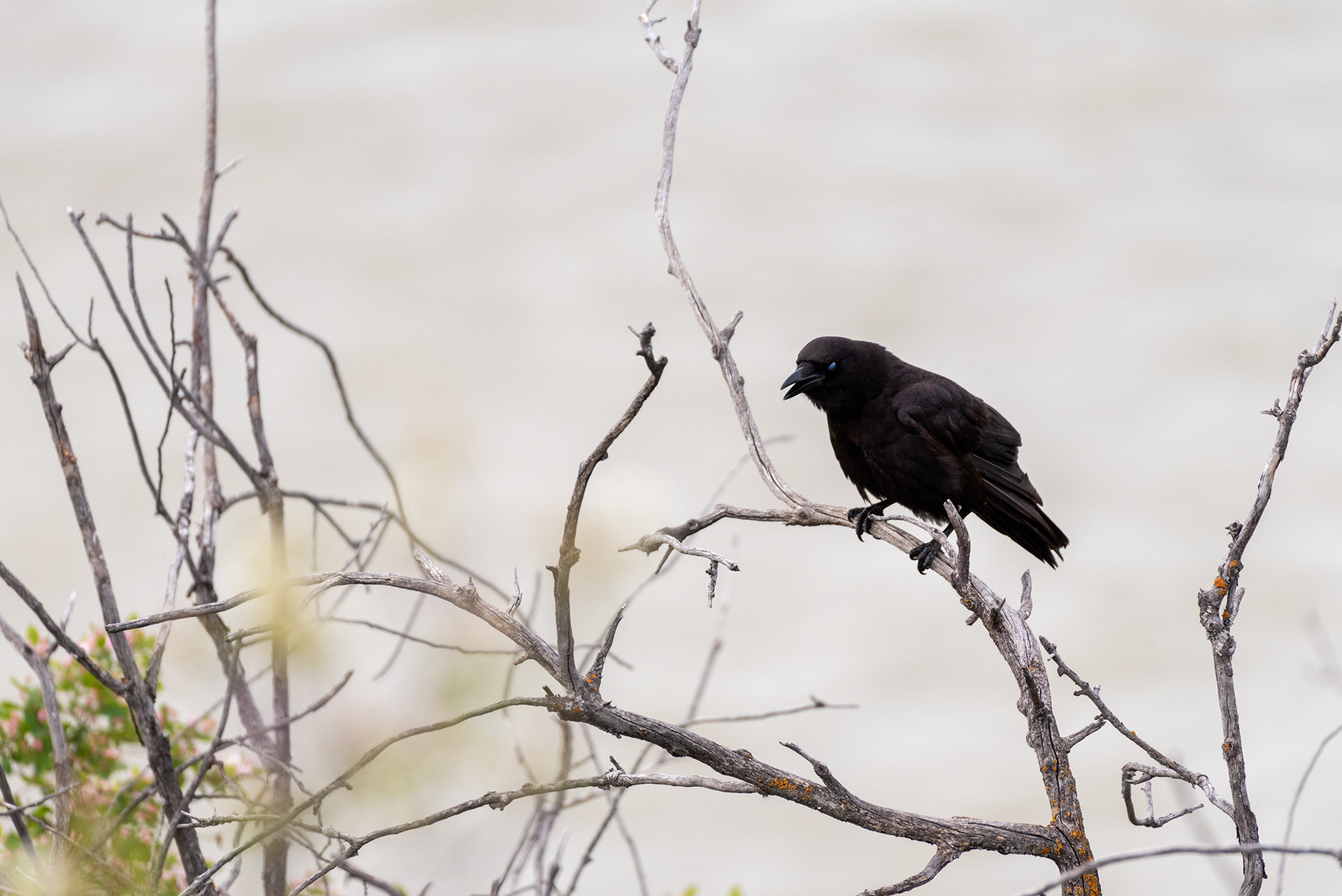 American Crow near Patterson Homestead Memorial Park, Bow River, Calgary, Alberta