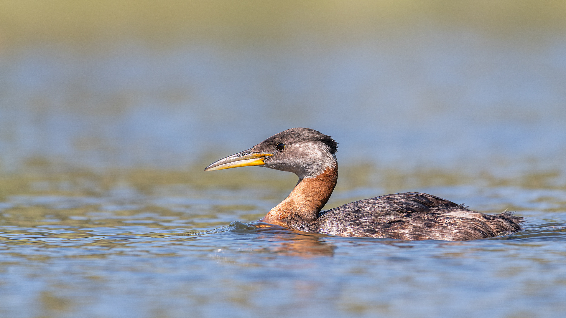 Red-necked Grebe (male), Marshall Springs - Fish Creek Prov. Park, Calgary, AB