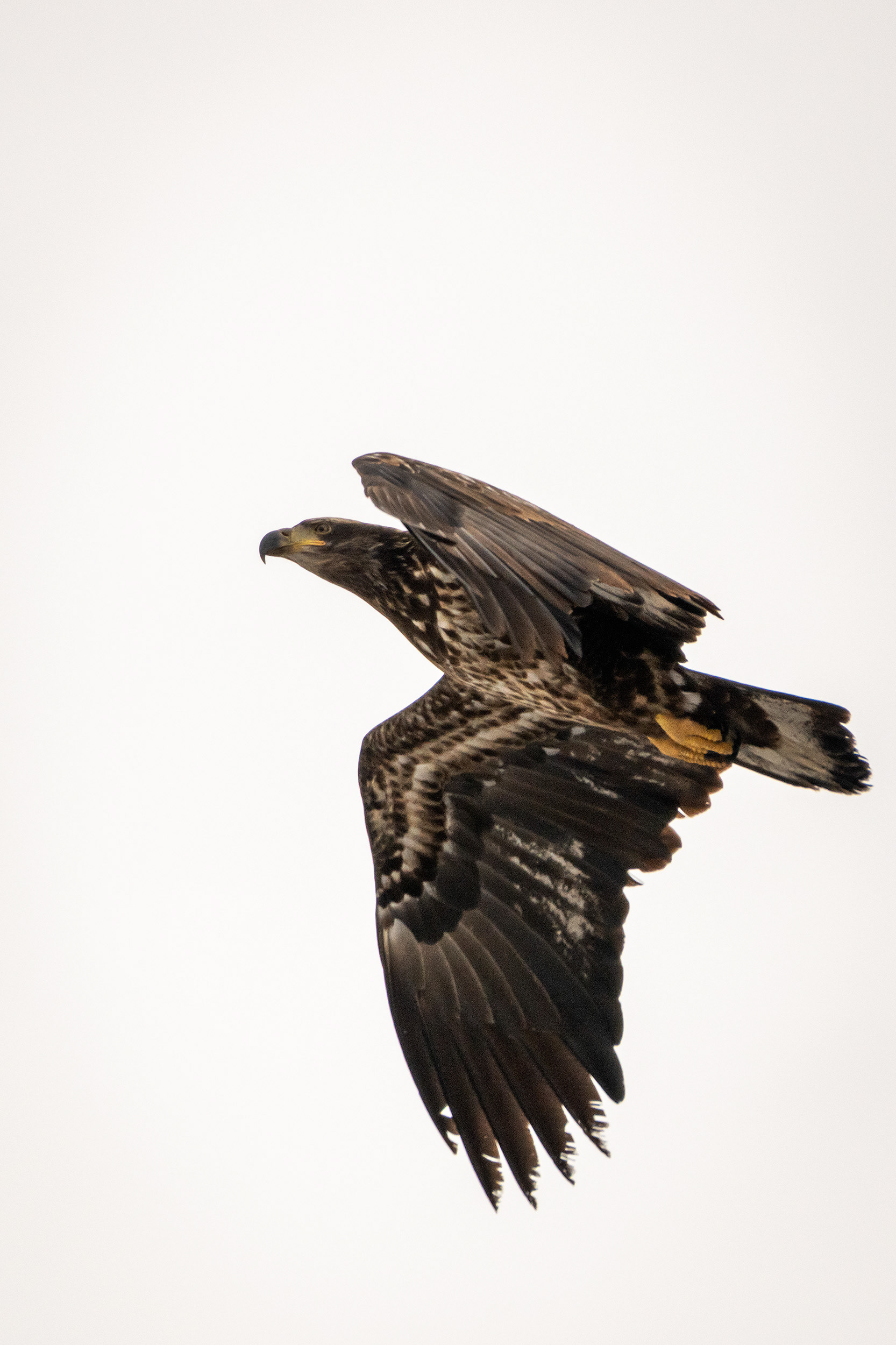 Bald Eagle (immature) in flight - Southview Off Leash Dog Park, Calgary, AB