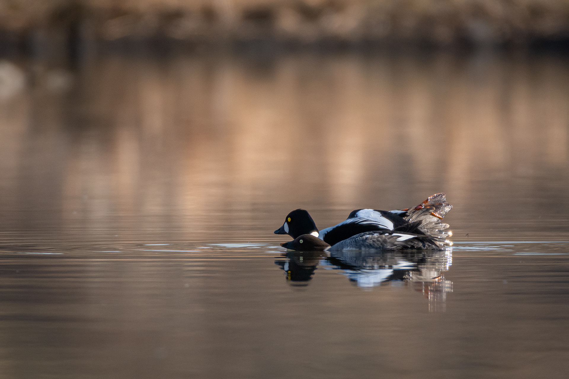 Common Goldeneye pair, Marshall Springs, Fish Creek Provincial Park, Calgary, AB