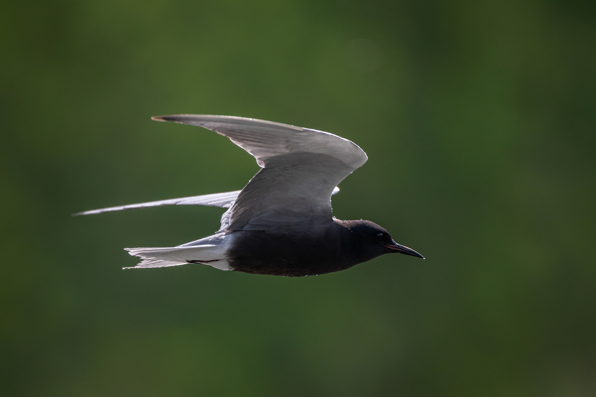 Black Tern (in flight), Marshall Springs ponds, Fish Creek Provincial Park, Calgary, AB