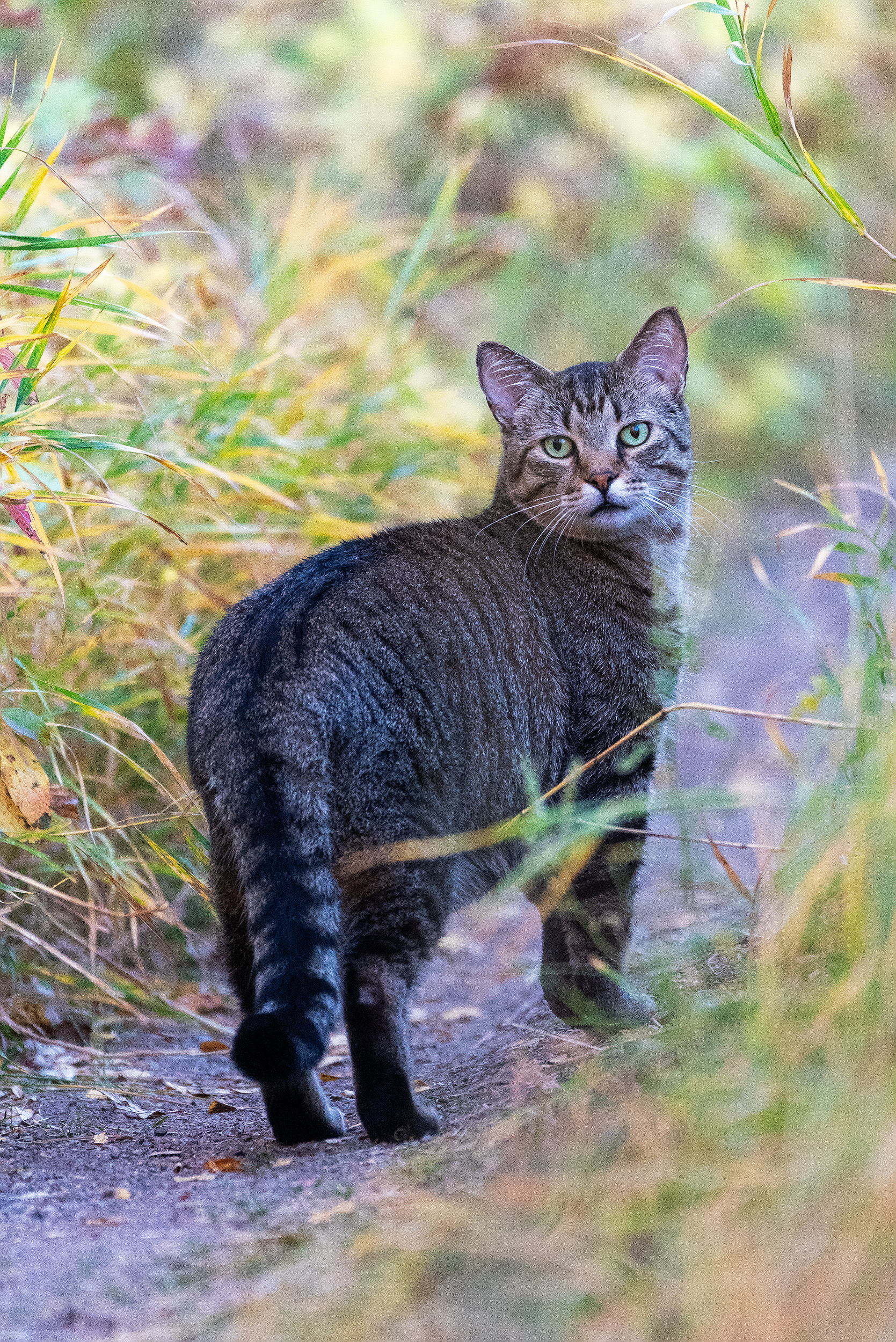 Puddy Tat on a footpath at the Marshall Springs ponds in Fish Creek Provincial Park