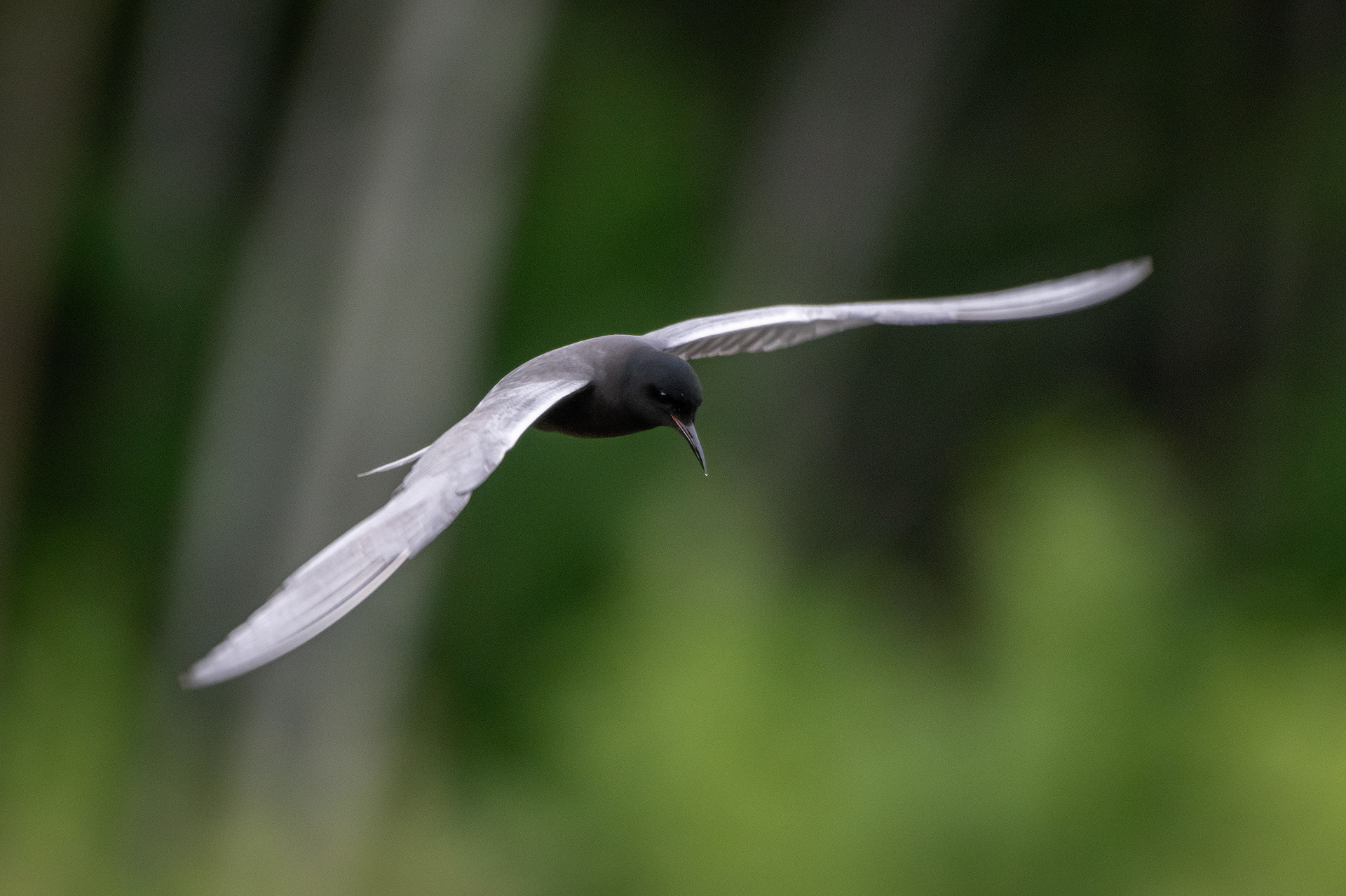 Black Tern (in flight), Marshall Springs ponds, Fish Creek Provincial Park, Calgary, AB