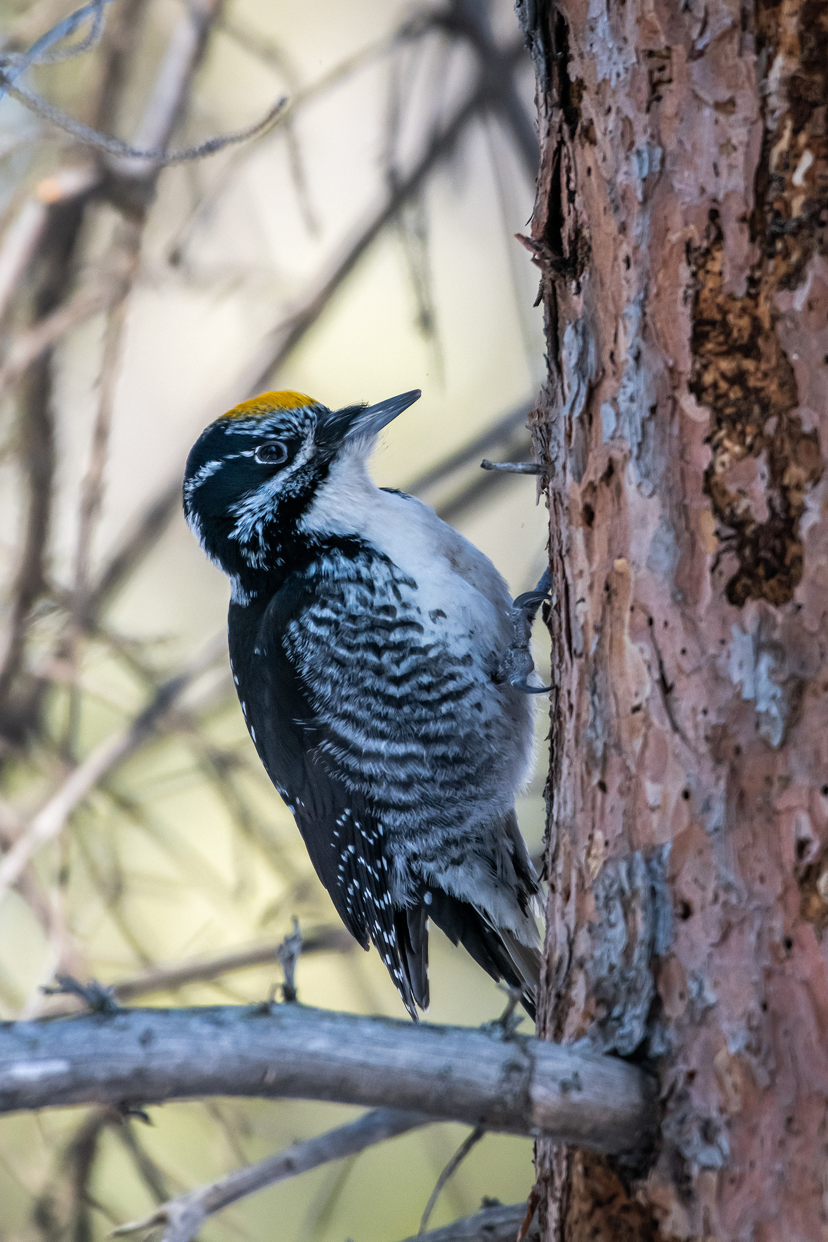 Three-toed Woodpecker (male), near the Marshall Springs area of Fish Creek Provincial Park, Calgary, AB