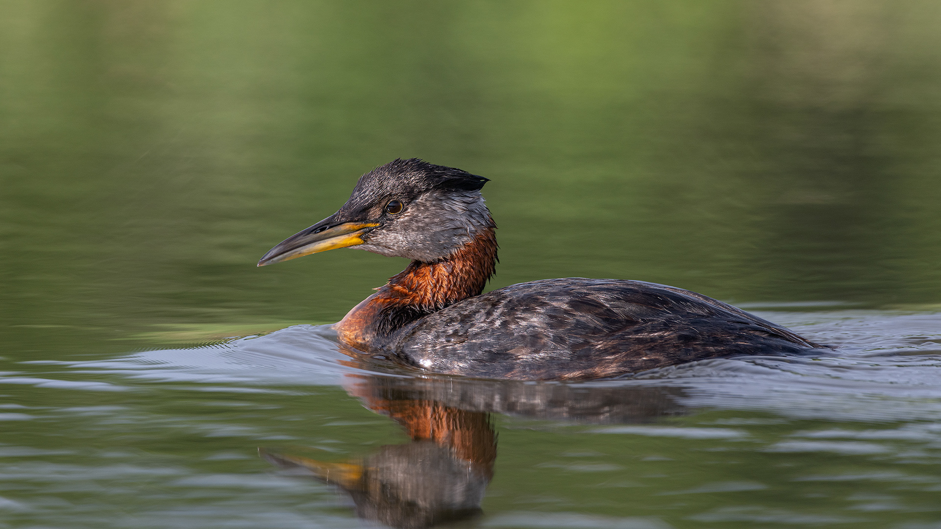 Red-necked Grebe, Marshall Springs ponds, Fish Creek Provincial Park, Calgary, AB