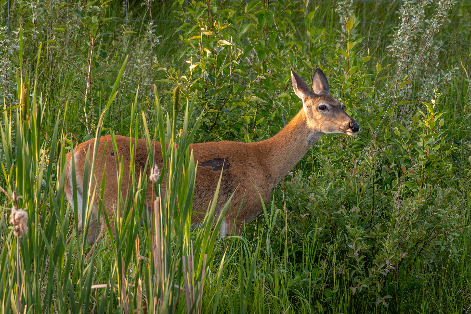 White-tailed Deer, Marshall Springs ponds, Fish Creek Provincial Park, Calgary, AB