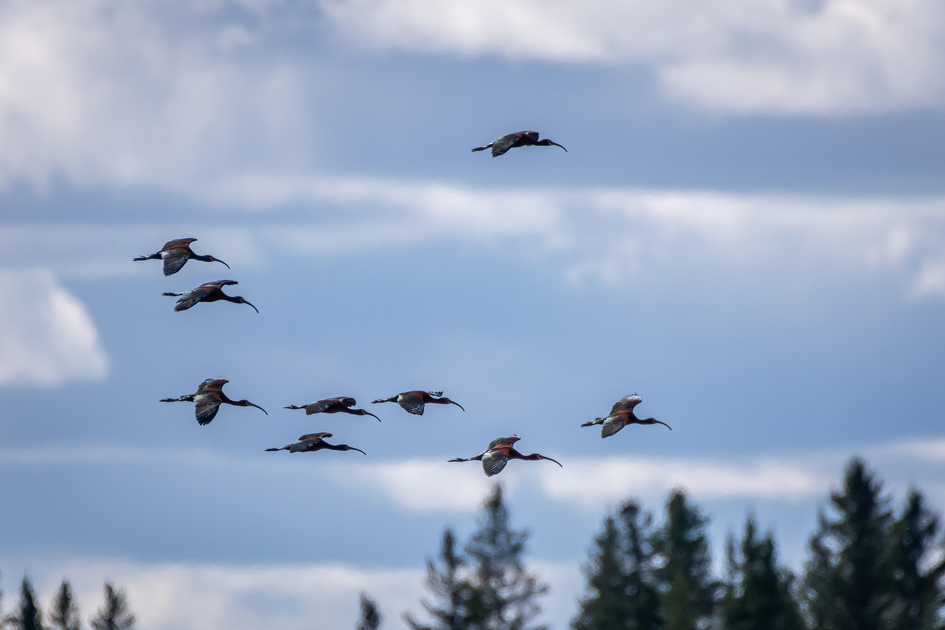 White-faced Ibises (in flight), Glenmore Reservoir, North Glenmore Park, Calgary, AB