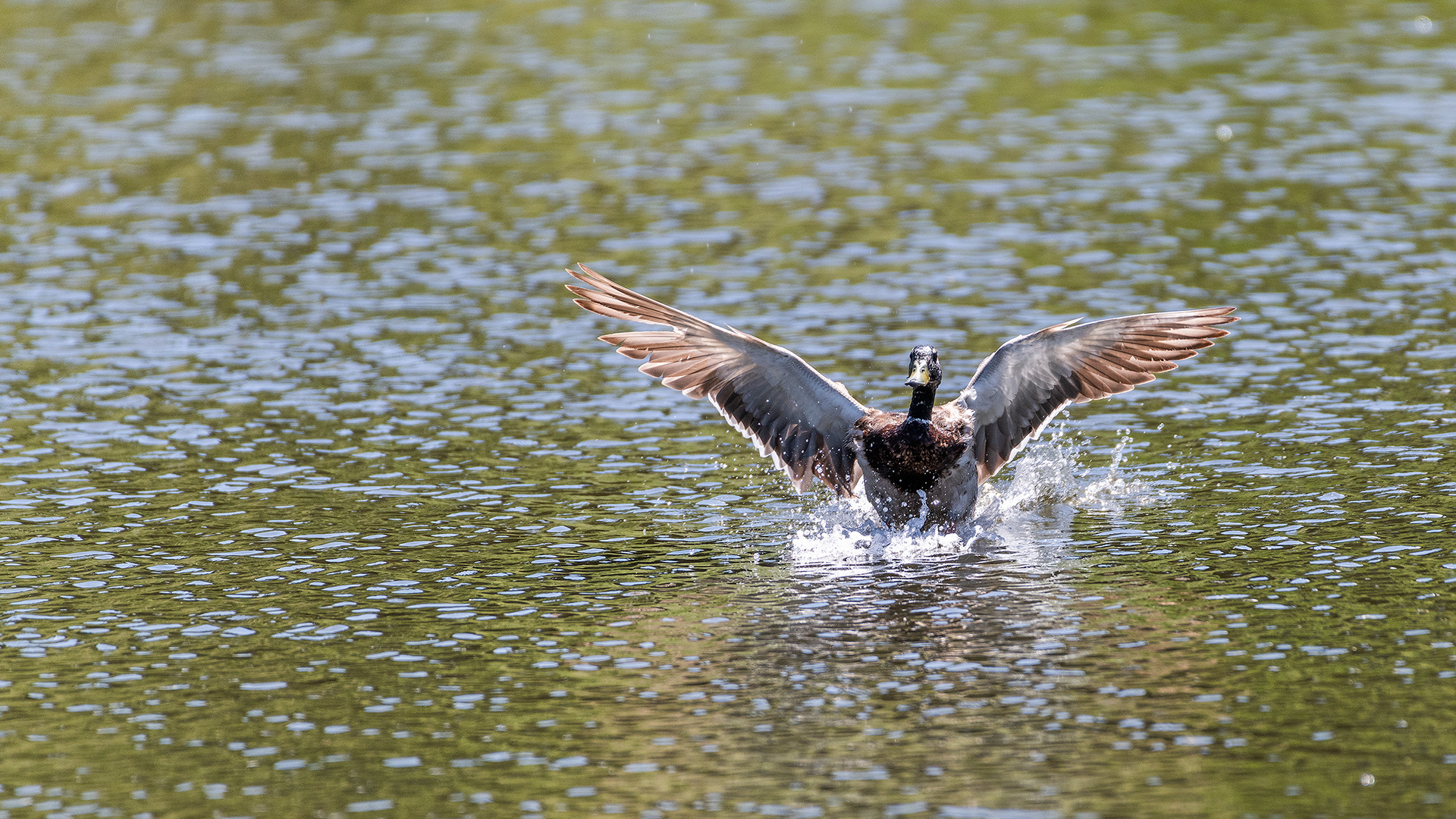 Mallard (male) landing, Marshall Springs, Fish Creek Prov. Park, Calgary, AB