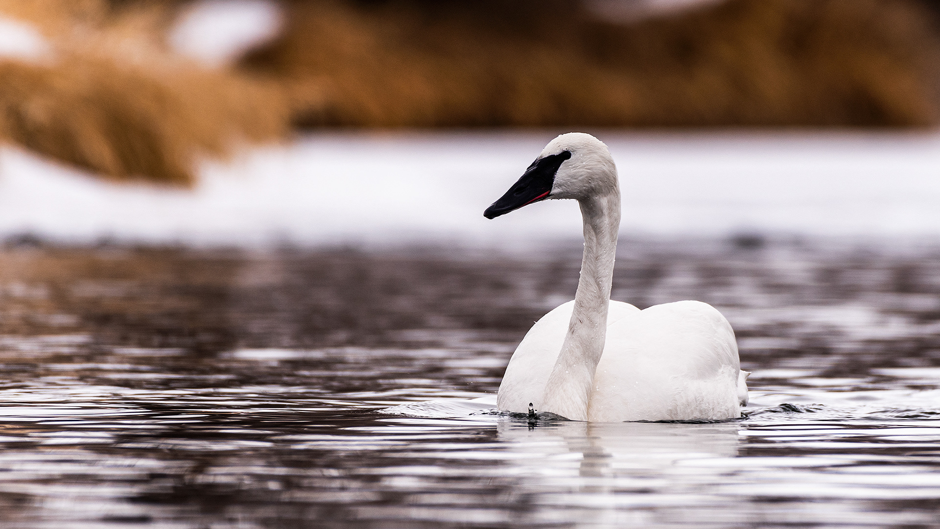 Trumpeter Swan near Mallard Point, Fish Creek Prov. Park, Calgary, AB