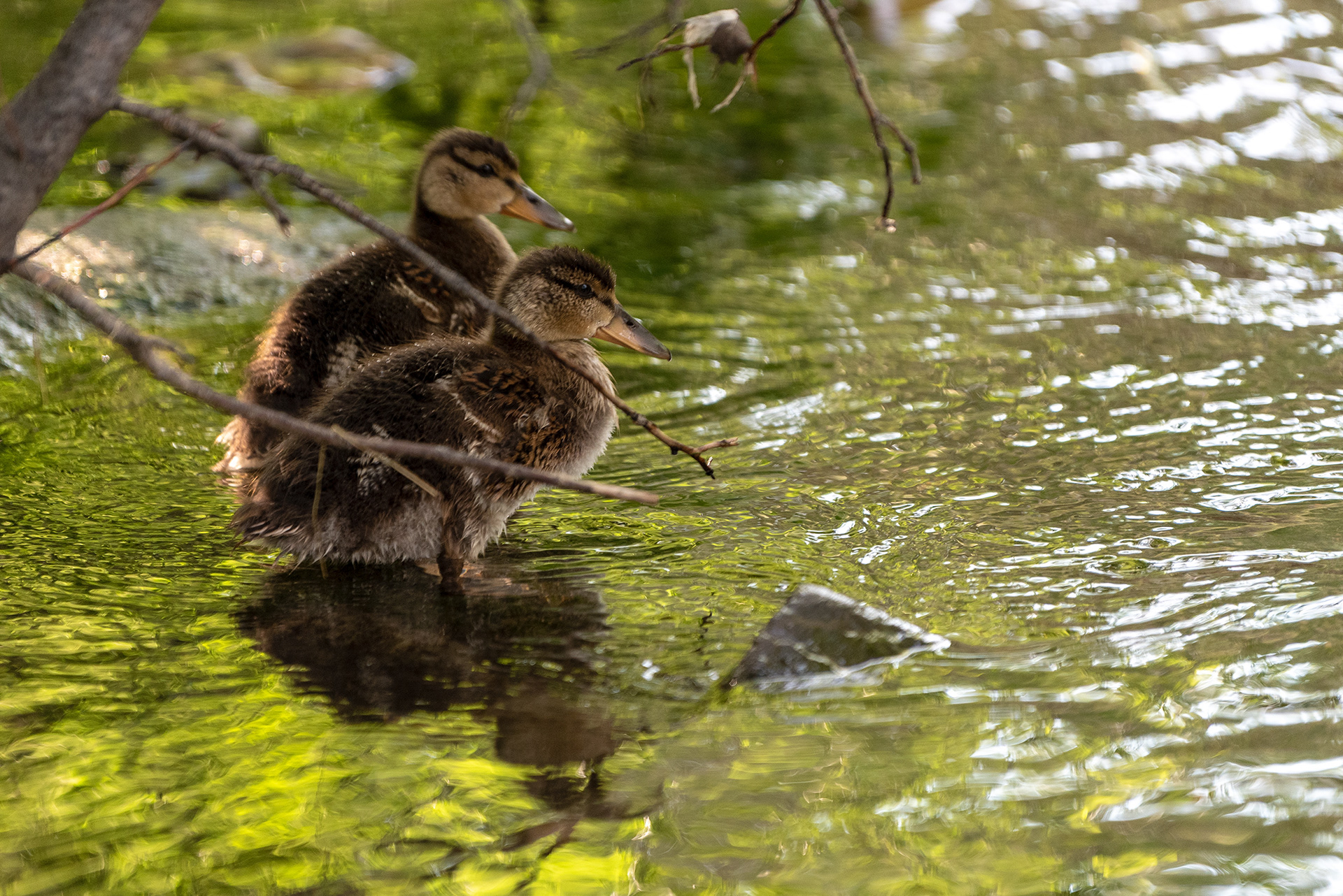 ducklings, Bridlewood Wetlands Park, Calgary, Alberta