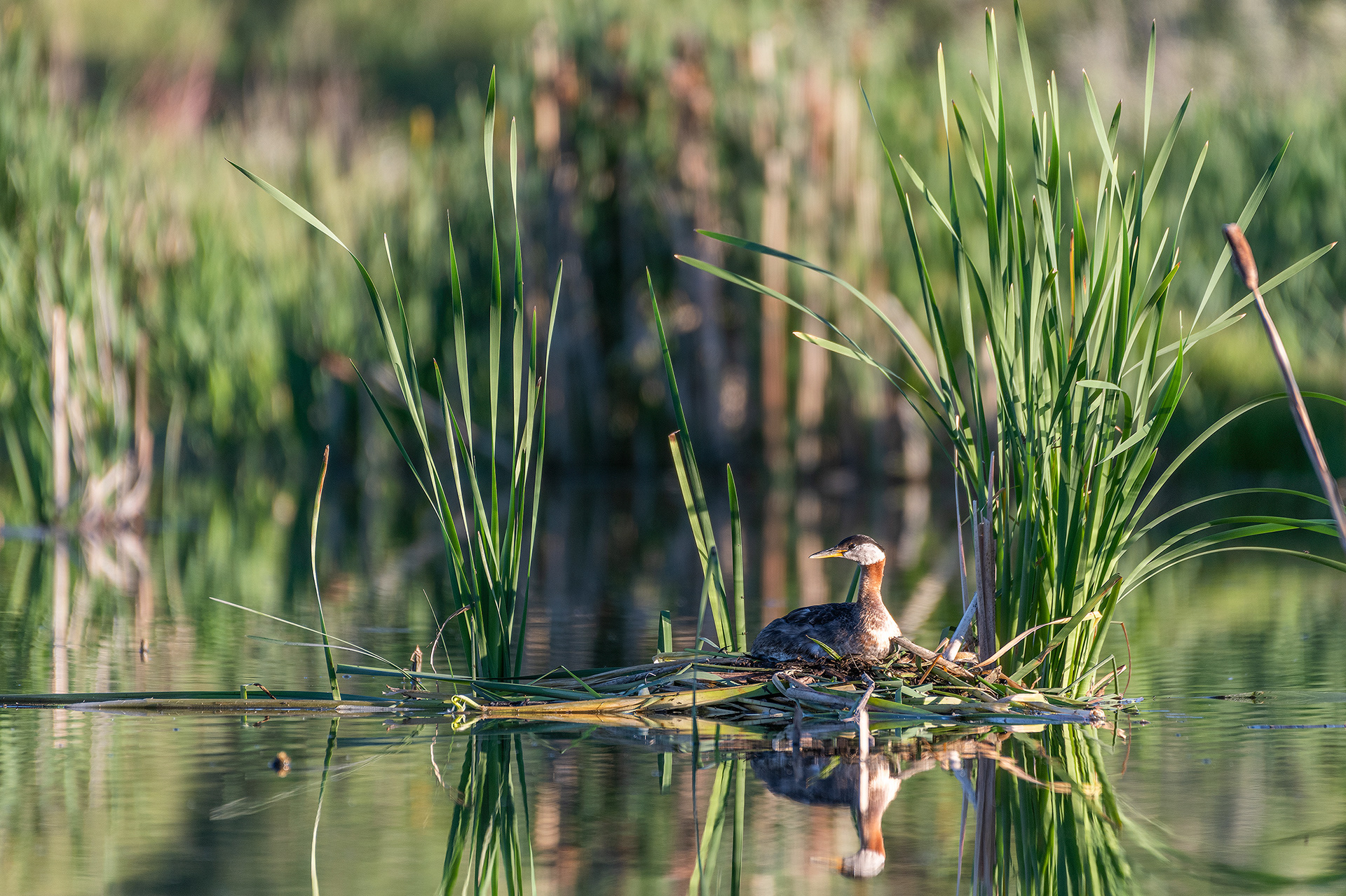 Red-necked Grebe (female) on her nest, Marshall Springs - Fish Creek Prov. Park, Calgary, AB