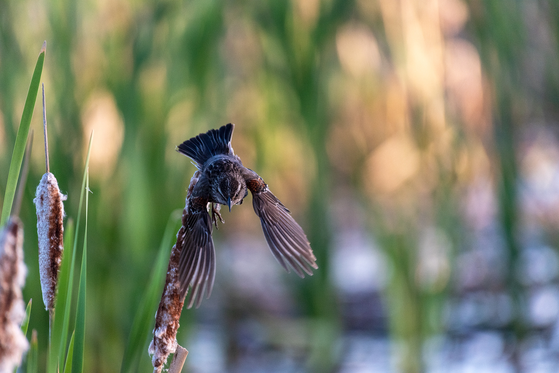 Red-winged Blackbird, Marshall Springs, Fish Creek Provincial Park, Calgary