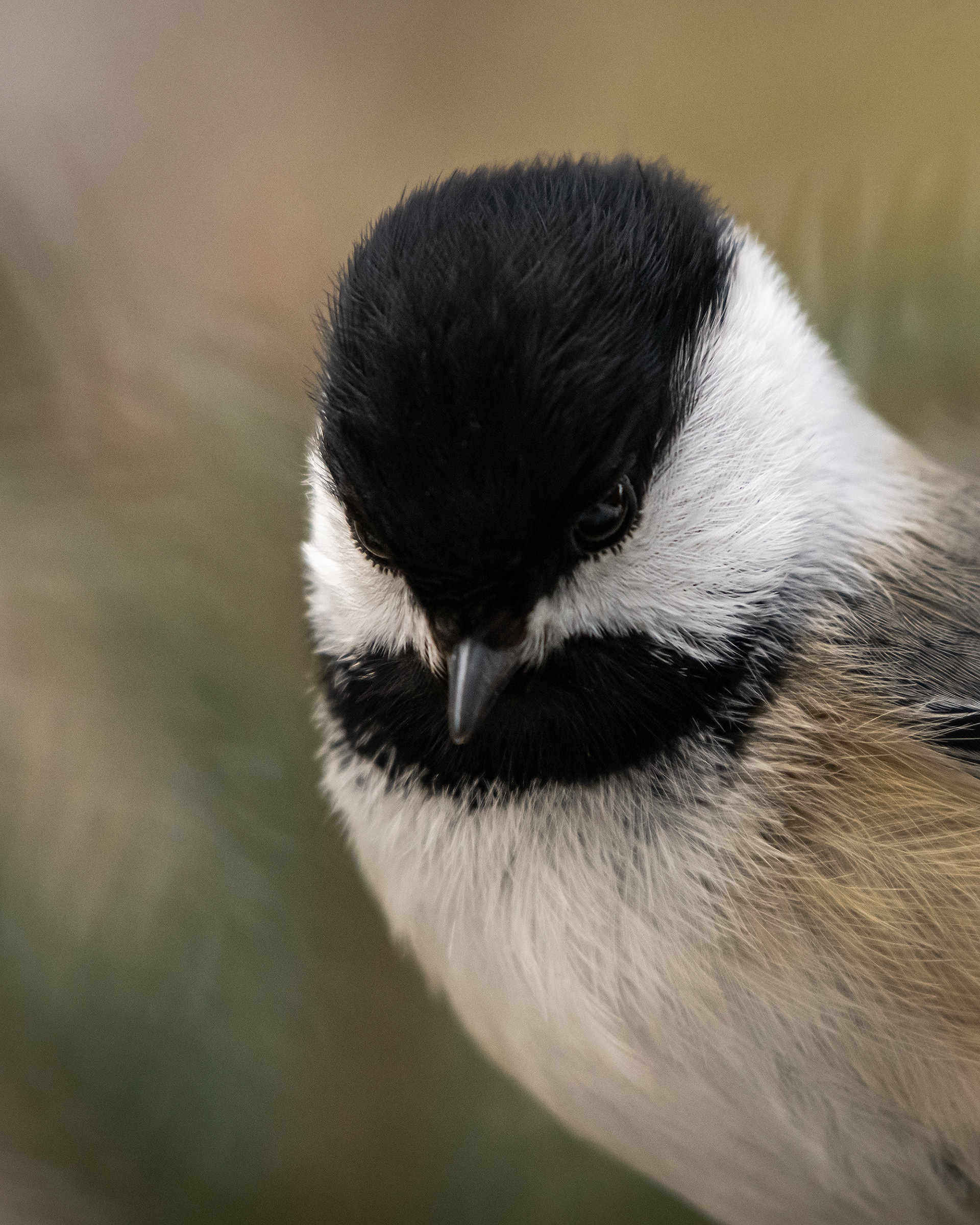 Black-capped Chickadee, near the Marshall Springs area of Fish Creek Provincial Park, Calgary, AB