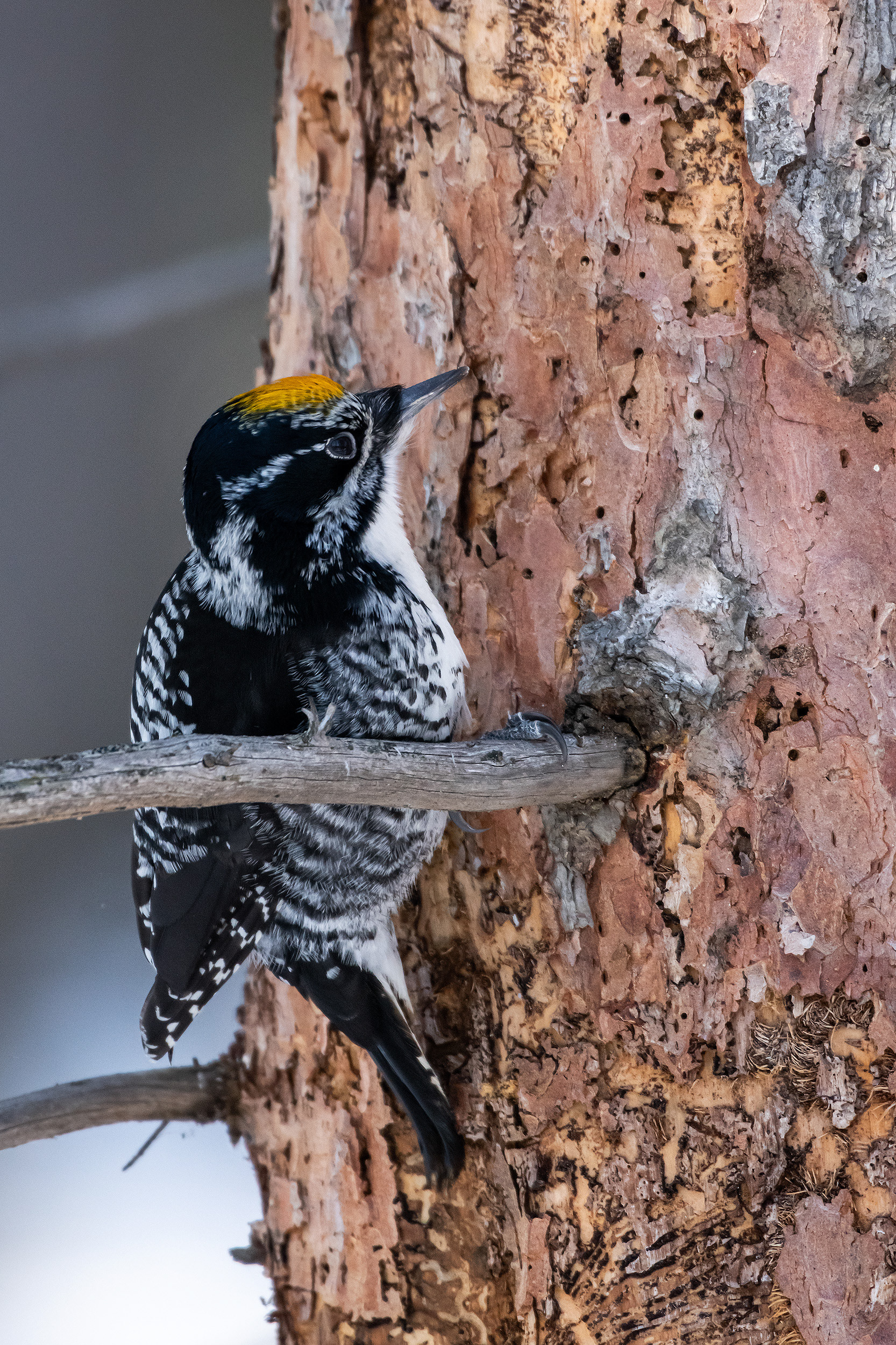 Three-toed Woodpecker (male), near the Marshall Springs area of Fish Creek Provincial Park, Calgary, AB
