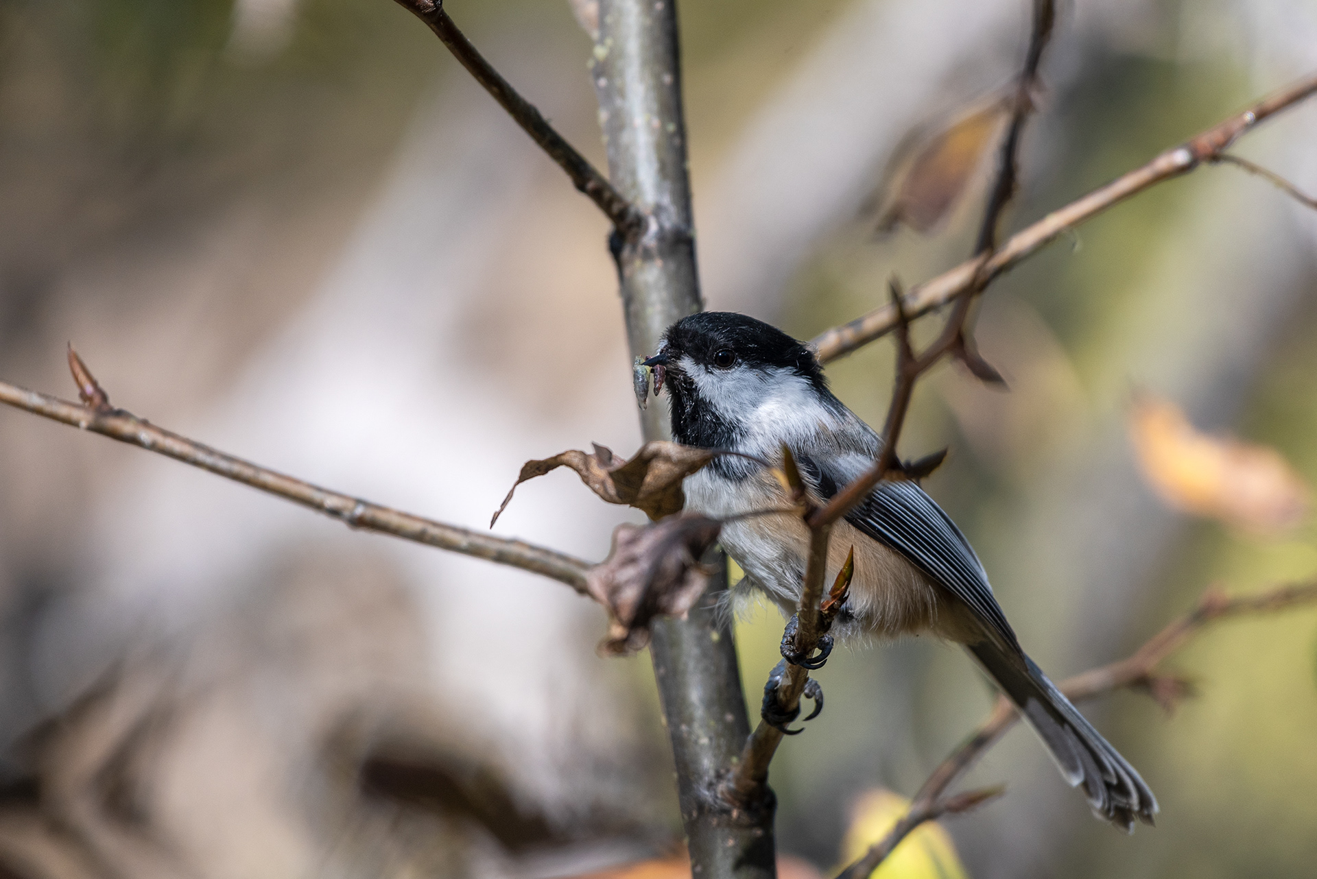 Black-capped Chickadee having a snack, Fish Creek Provincial Park