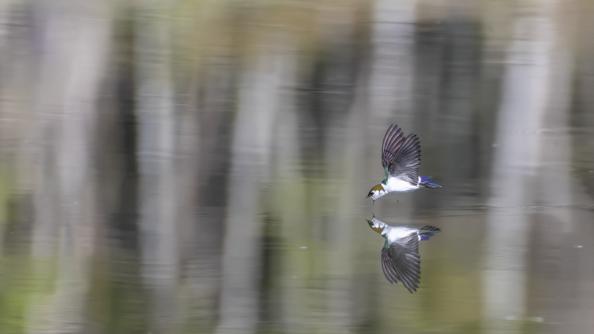Violet-Green Swallow (in flight) (not 100% certain of this identification) at the Marshall Springs ponds in Fish Creek Provincial Park, Calgary, Alberta