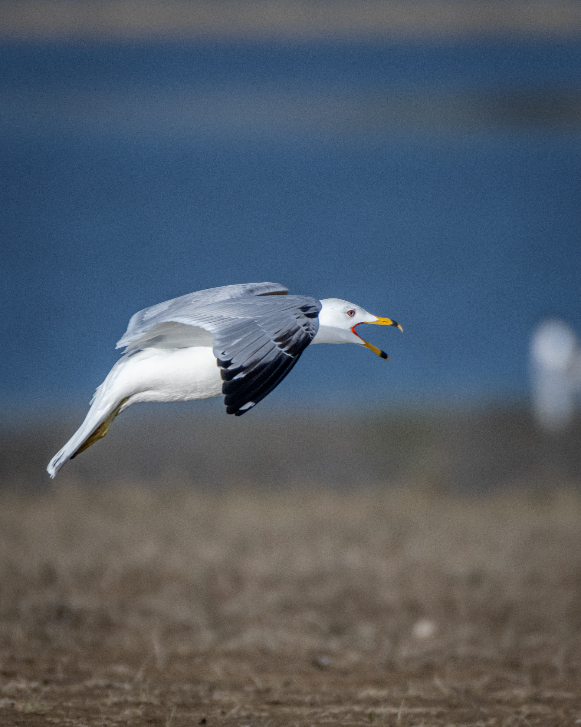 Ring-billed Gull (in flight), Glenmore Reservoir, North Glenmore Park, Calgary, AB