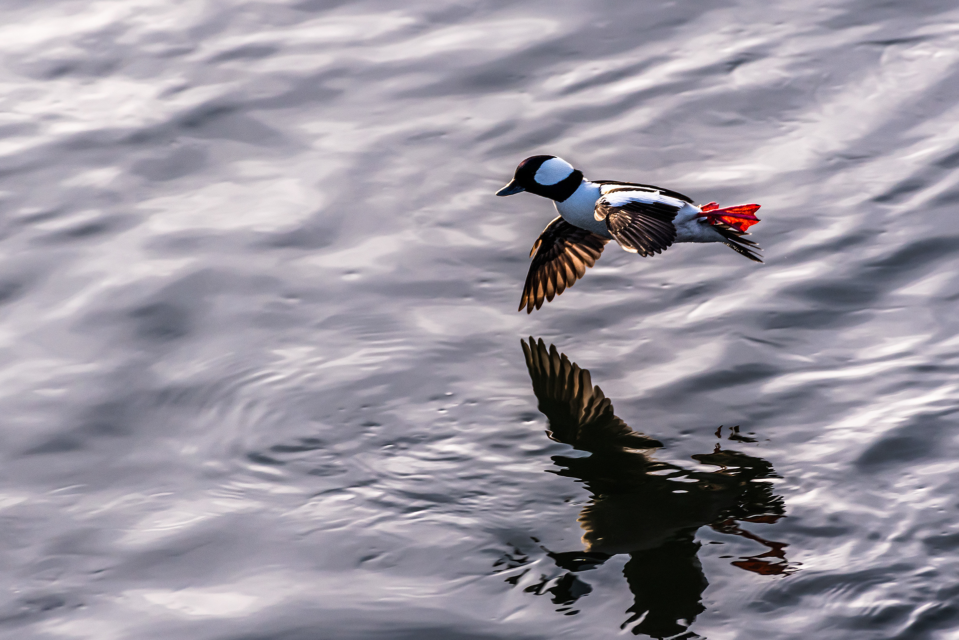 Bufflehead (male, in flight) near Carburn Park, Calgary, AB