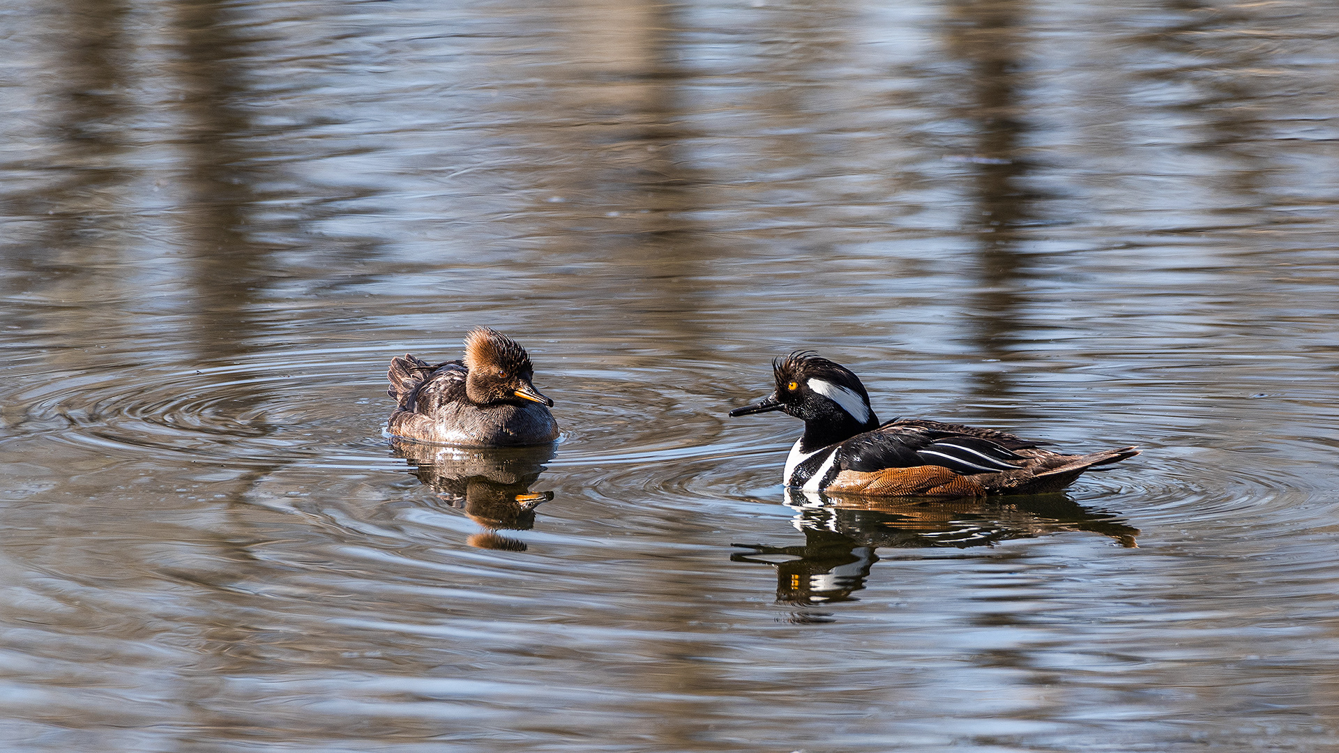 Hooded Merganser (female & male) pair at the Inglewood Bird Sanctuary & Nature Centre, Calgary, Alberta
